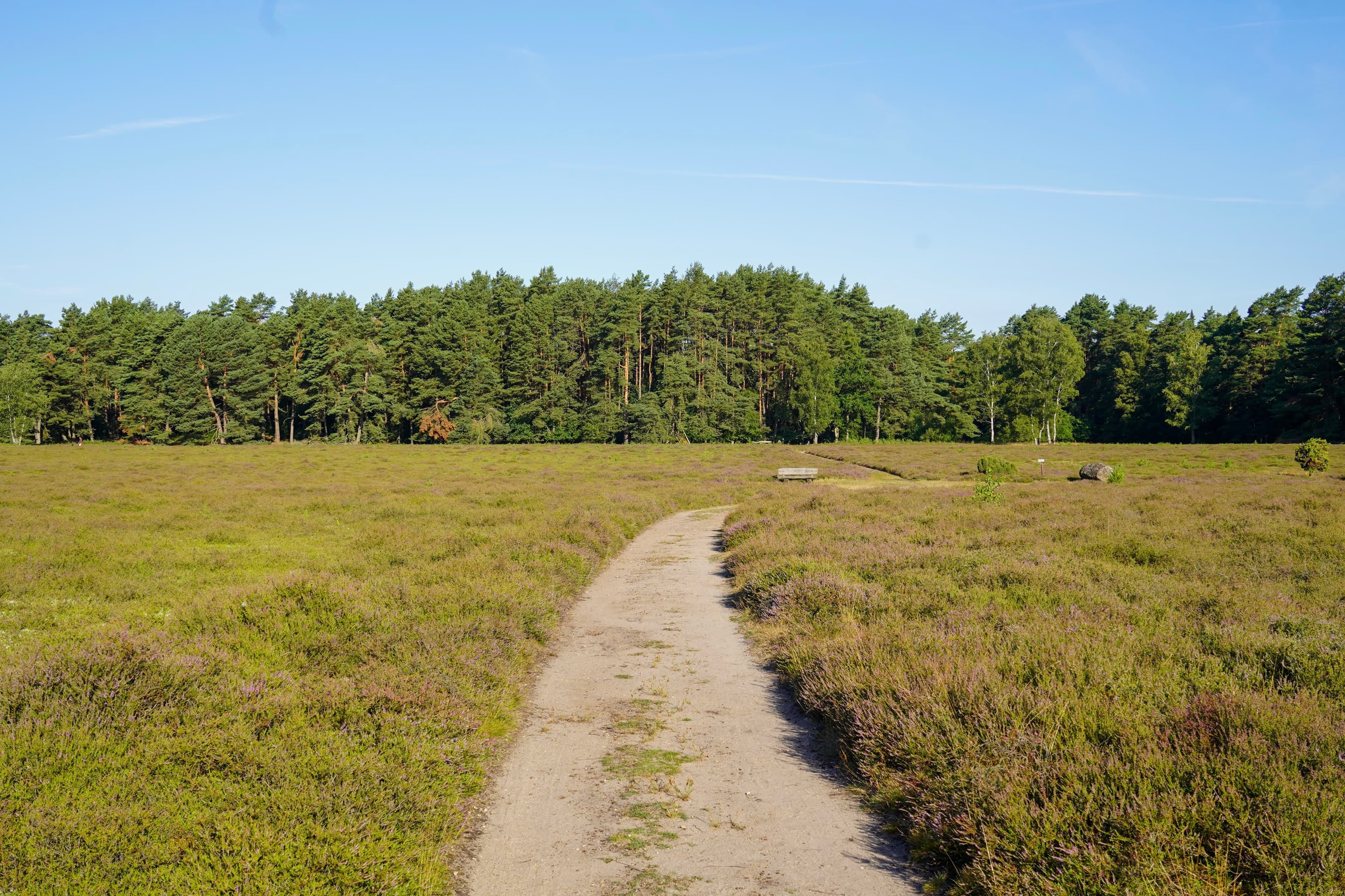 Stand der Heideblüte in der Klein Bünstorfer Heide