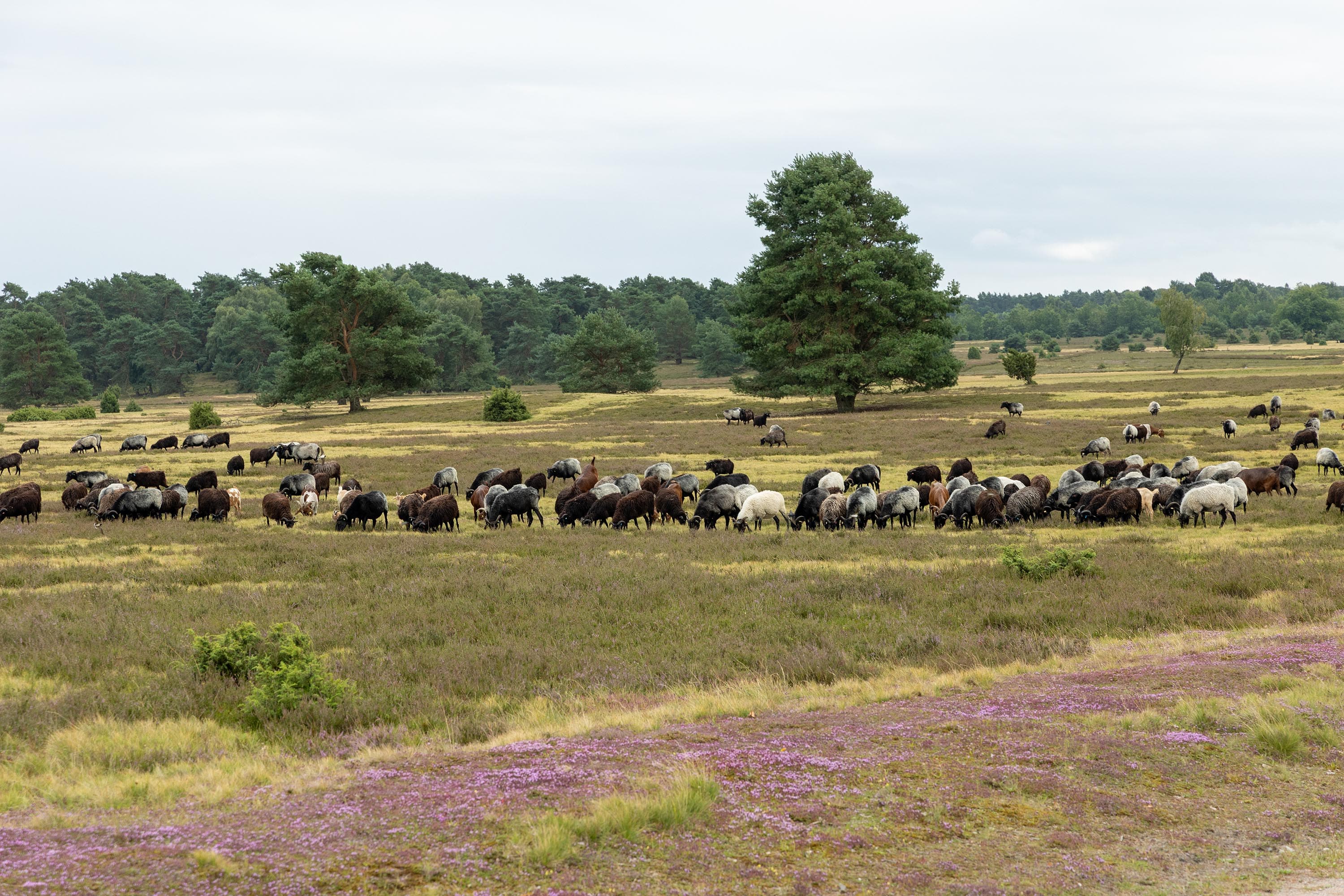 Stand der Heideblüte in der Niederhaverbecker Heide