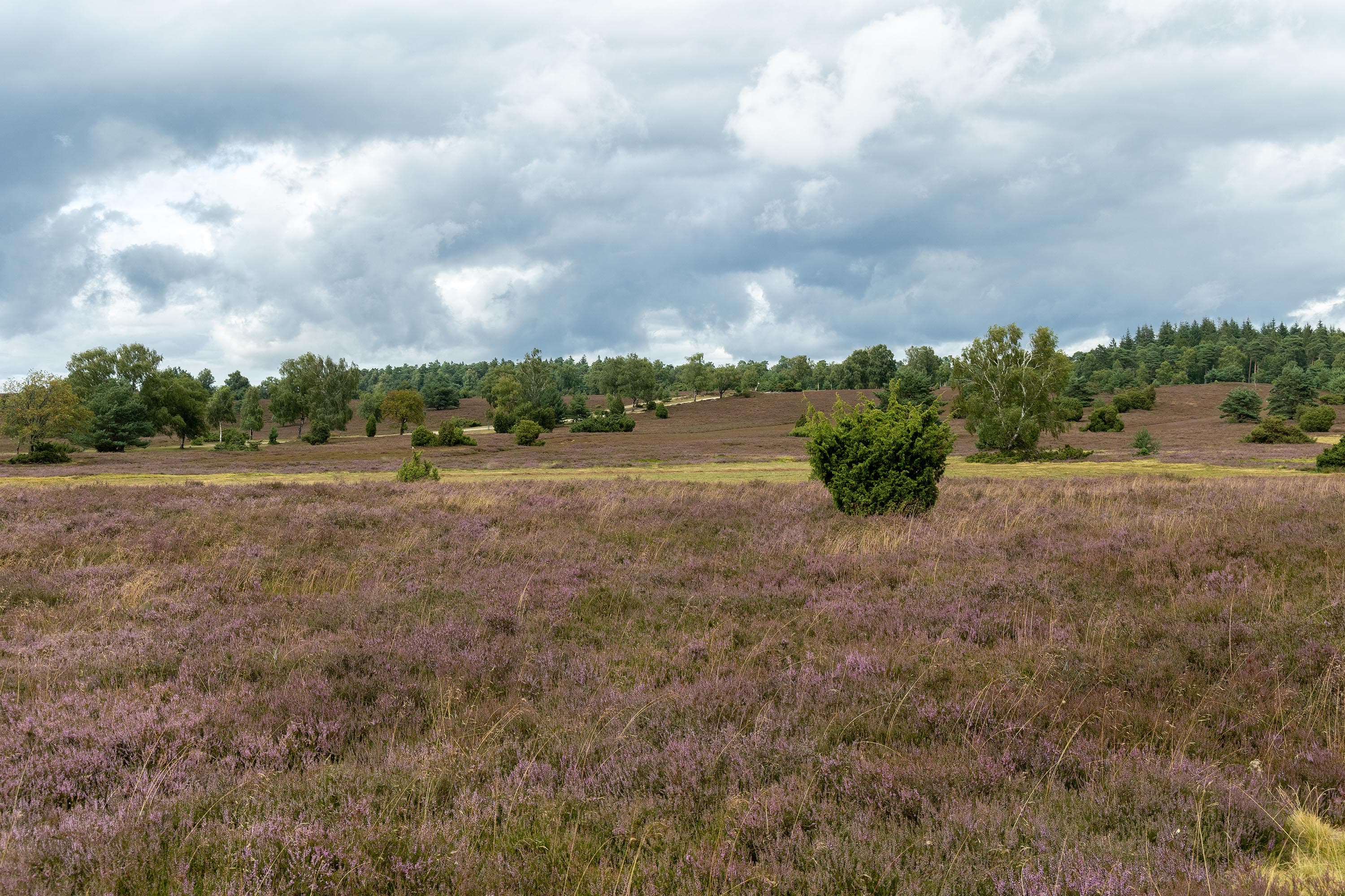 Stand der Heideblüte in der Oberhaverbecker Heide