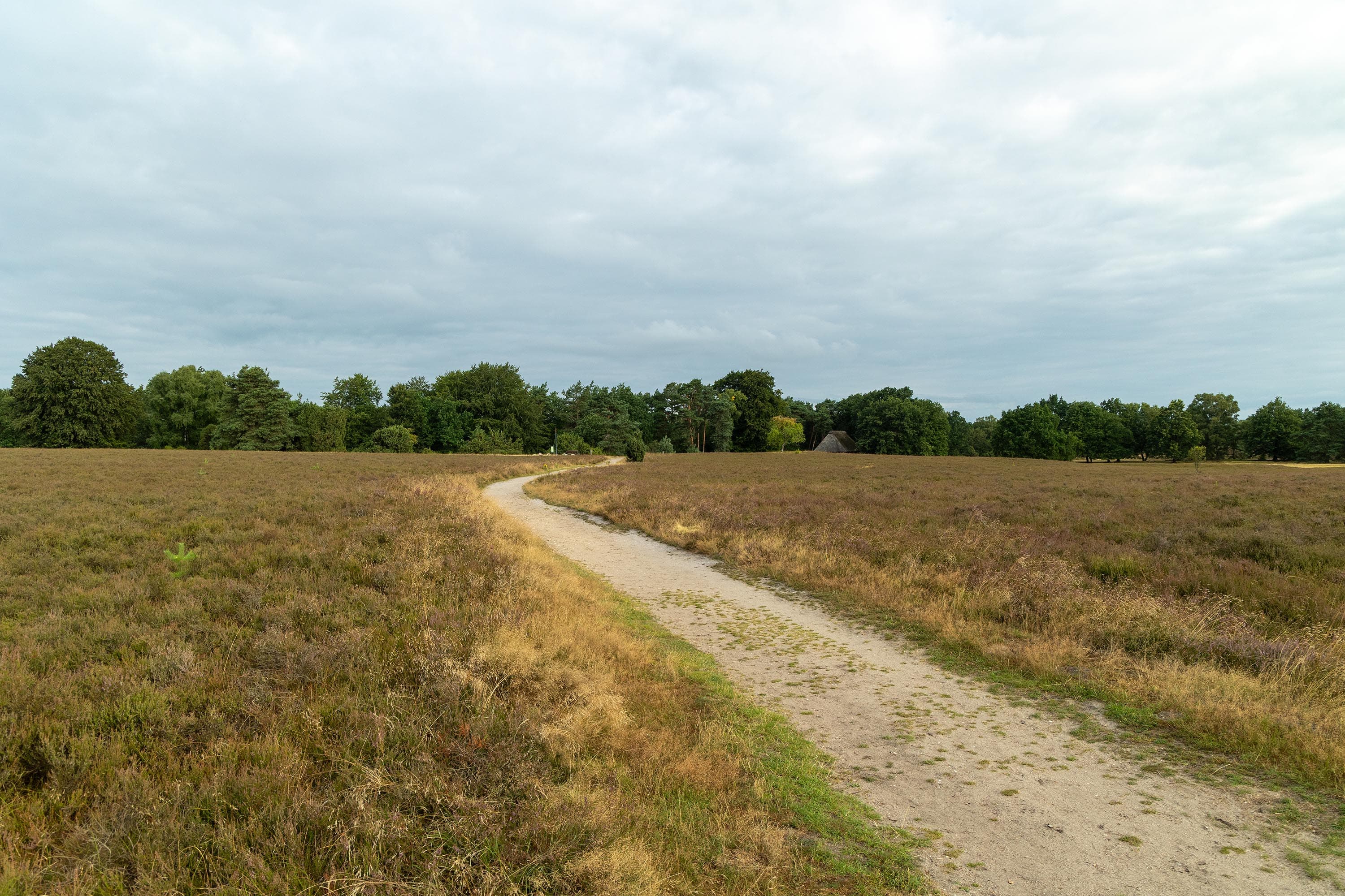 Stand der Heideblüte am Höpen