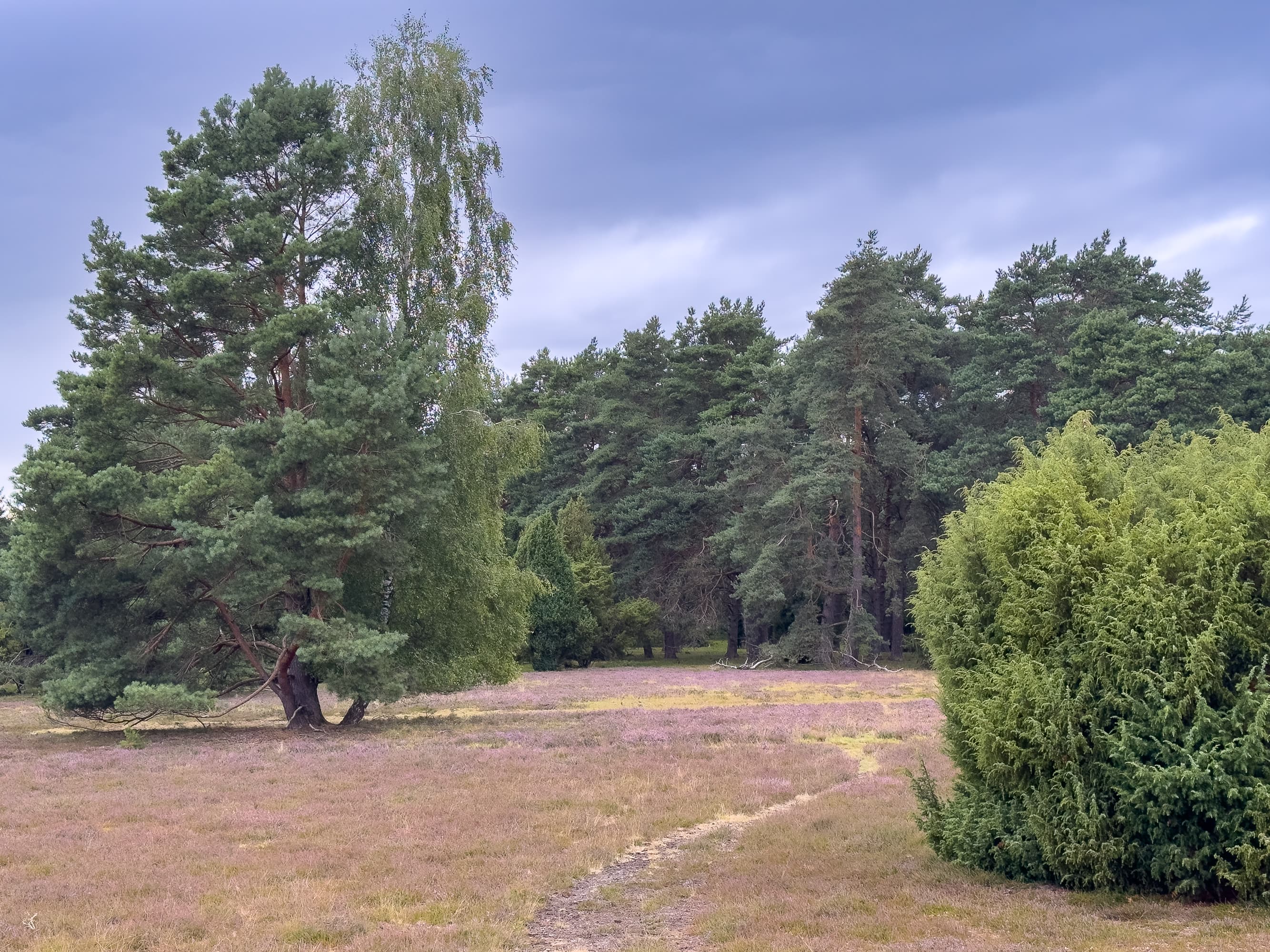 Stand der Heideblüte Misselhorner Heide 27.07.2026