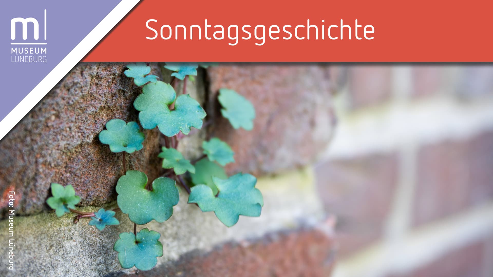 Kleine Pflanzen wachsen aus einer Backsteinfuge, darüber steht „Sonntagsgeschichte“.