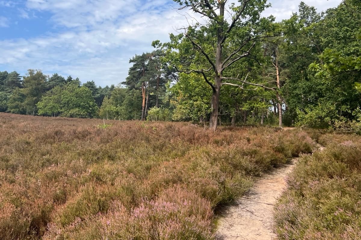 Stand der Heideblüte in der Fischbeker Heide