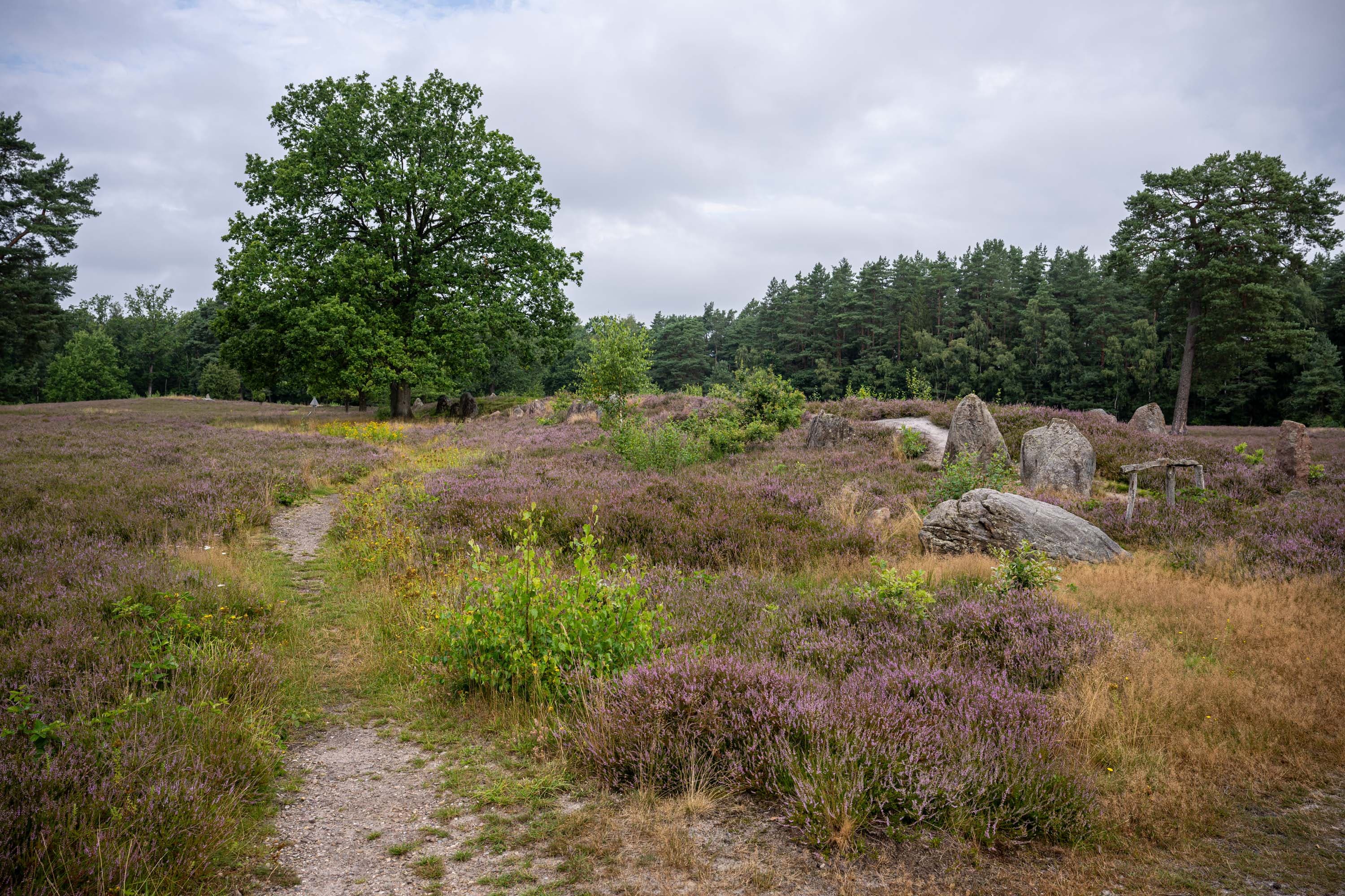 Stand der Heideblüte in der Oldendorfer Totenstatt