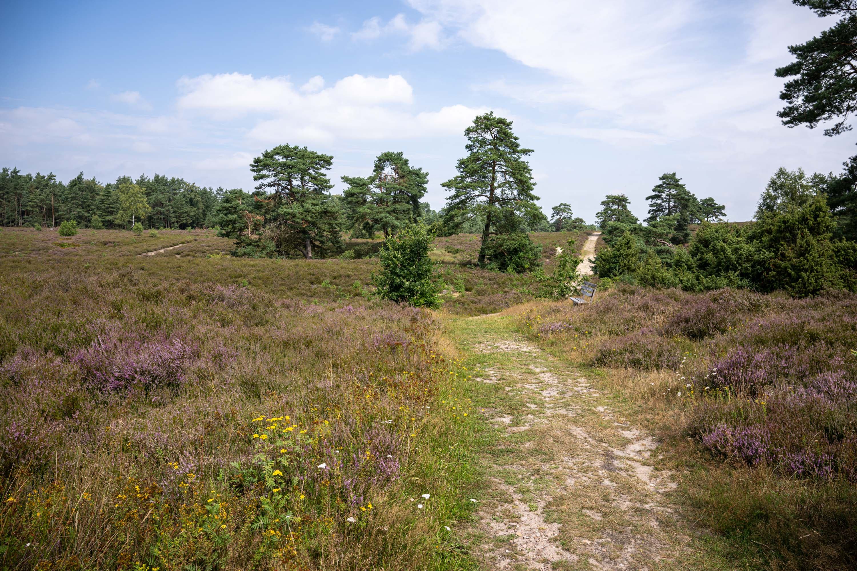 Stand der Heideblüte in der Schwindebecker Heide