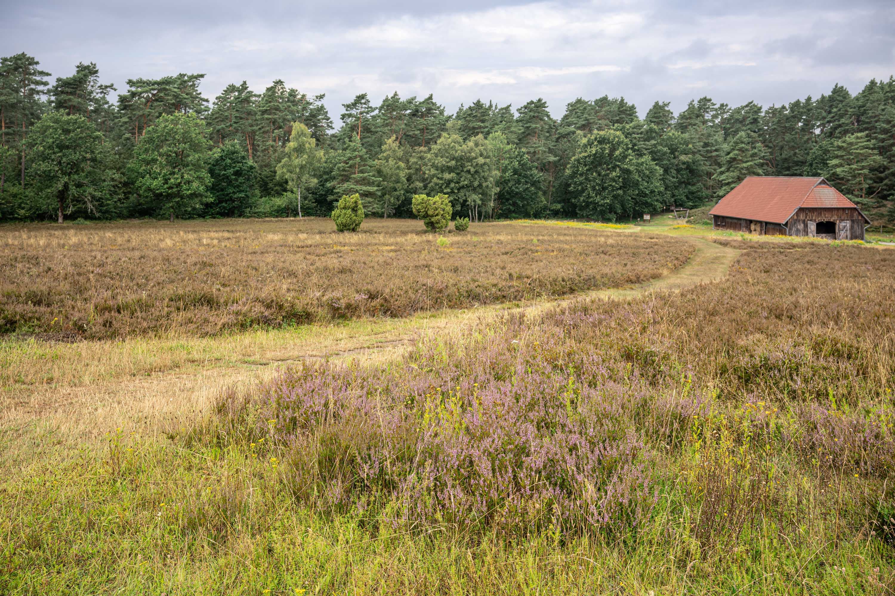 Stand der Heideblüte in der Kronsbergheide