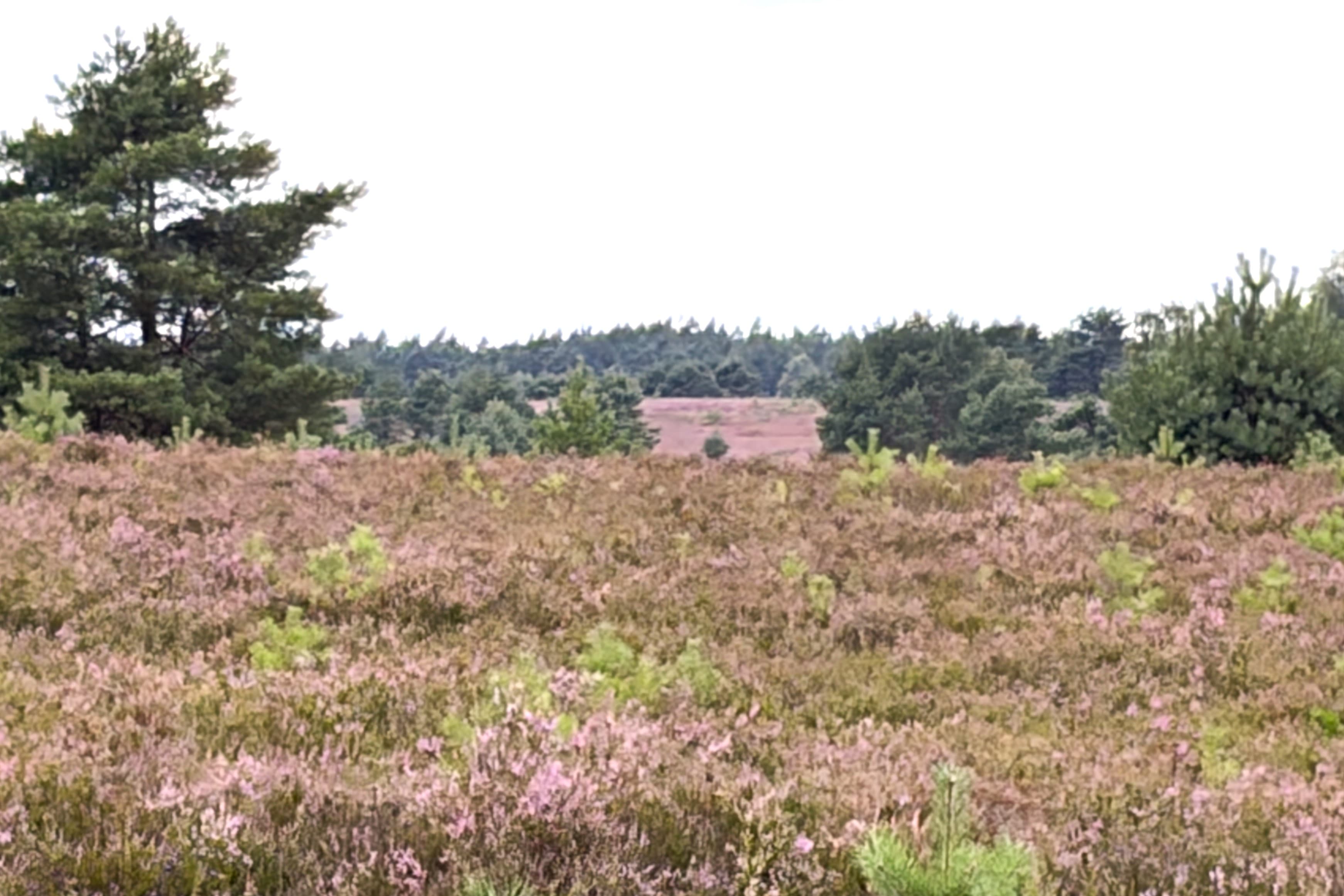 Stand der Heideblüte auf dem Töps