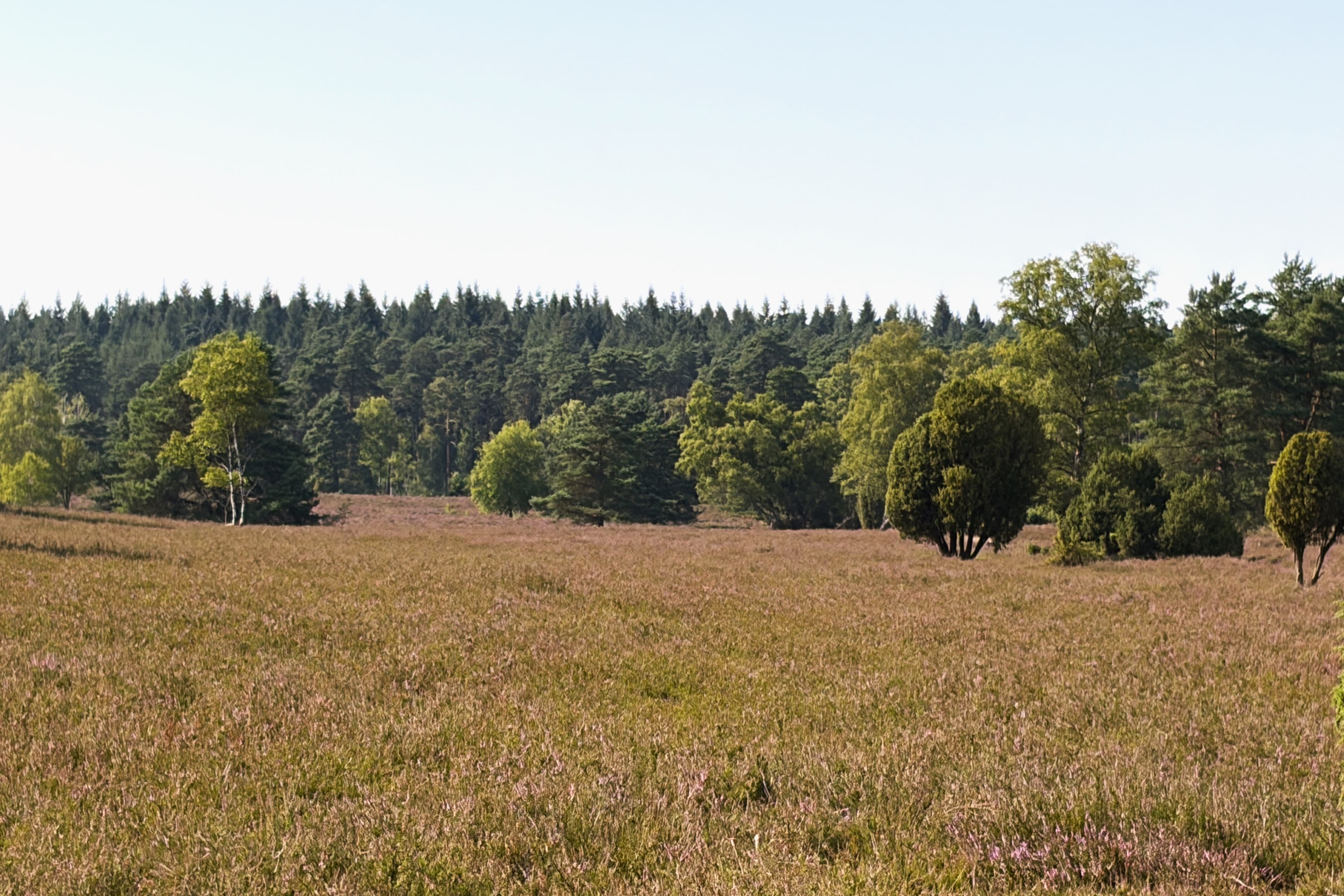 Stand der Heideblüte im Büsenbachtal