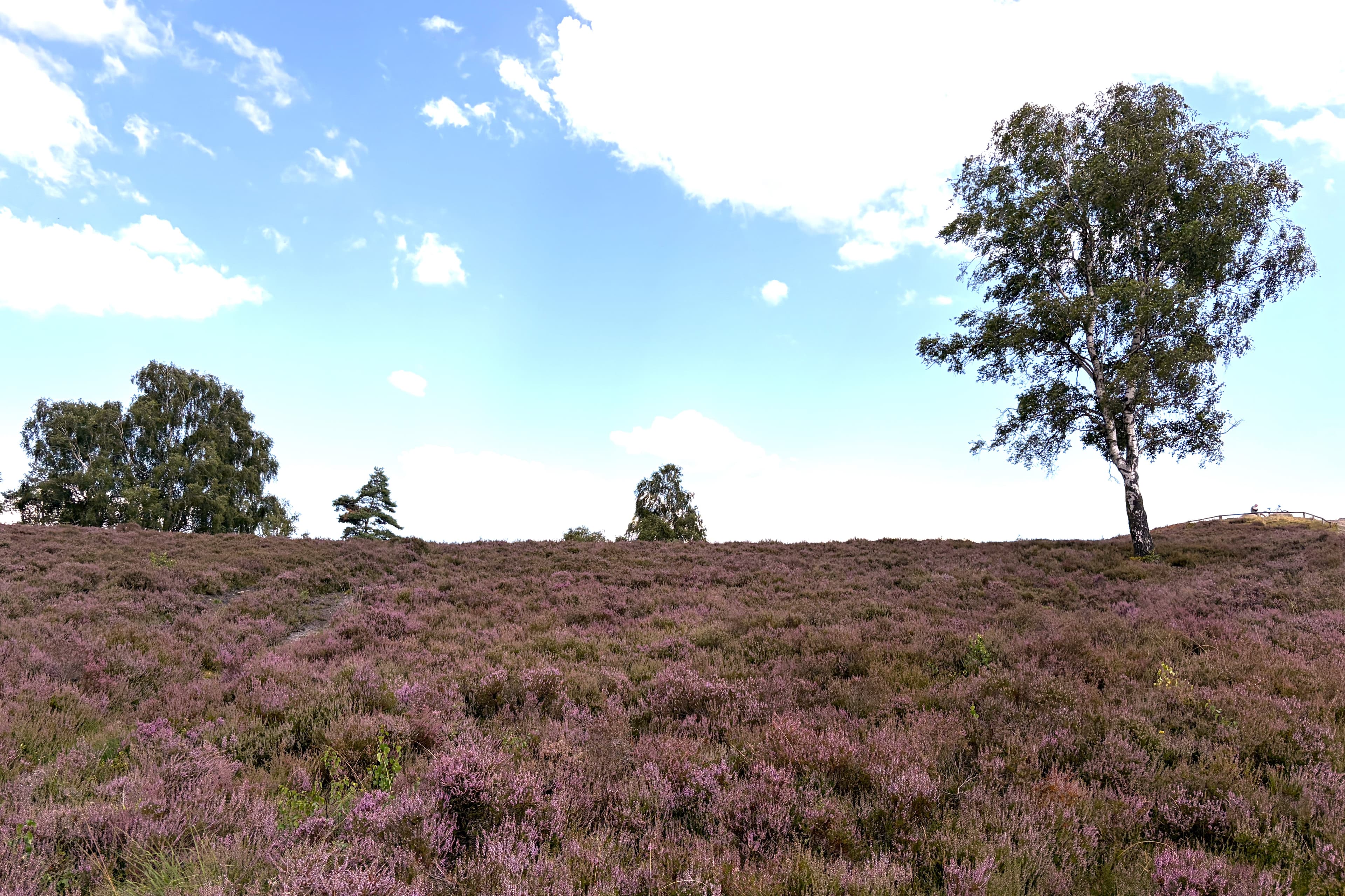 Stand der Heideblüte auf dem Brunsberg
