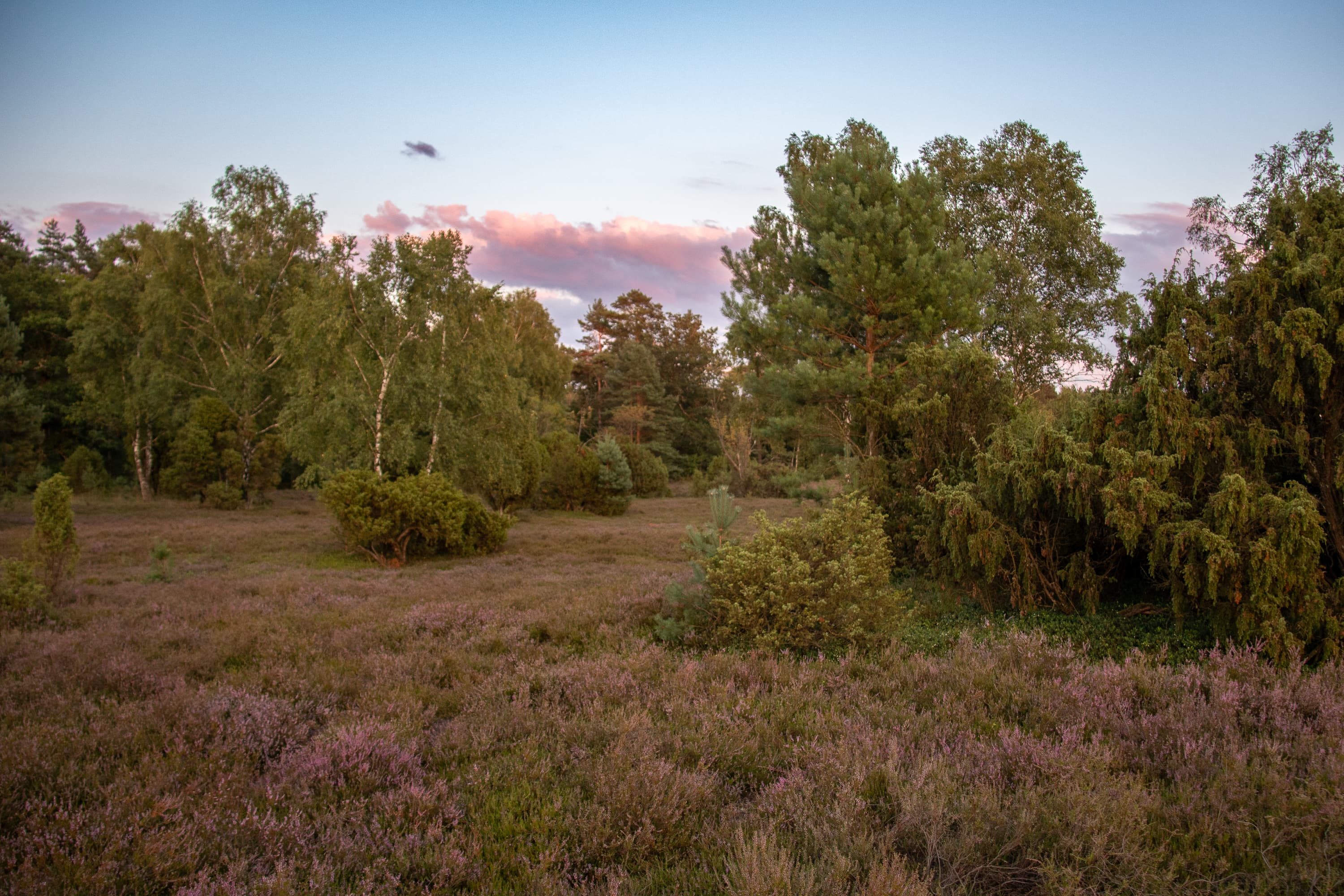 Stand der Heideblüte Oberoher Heide 07.08.2026