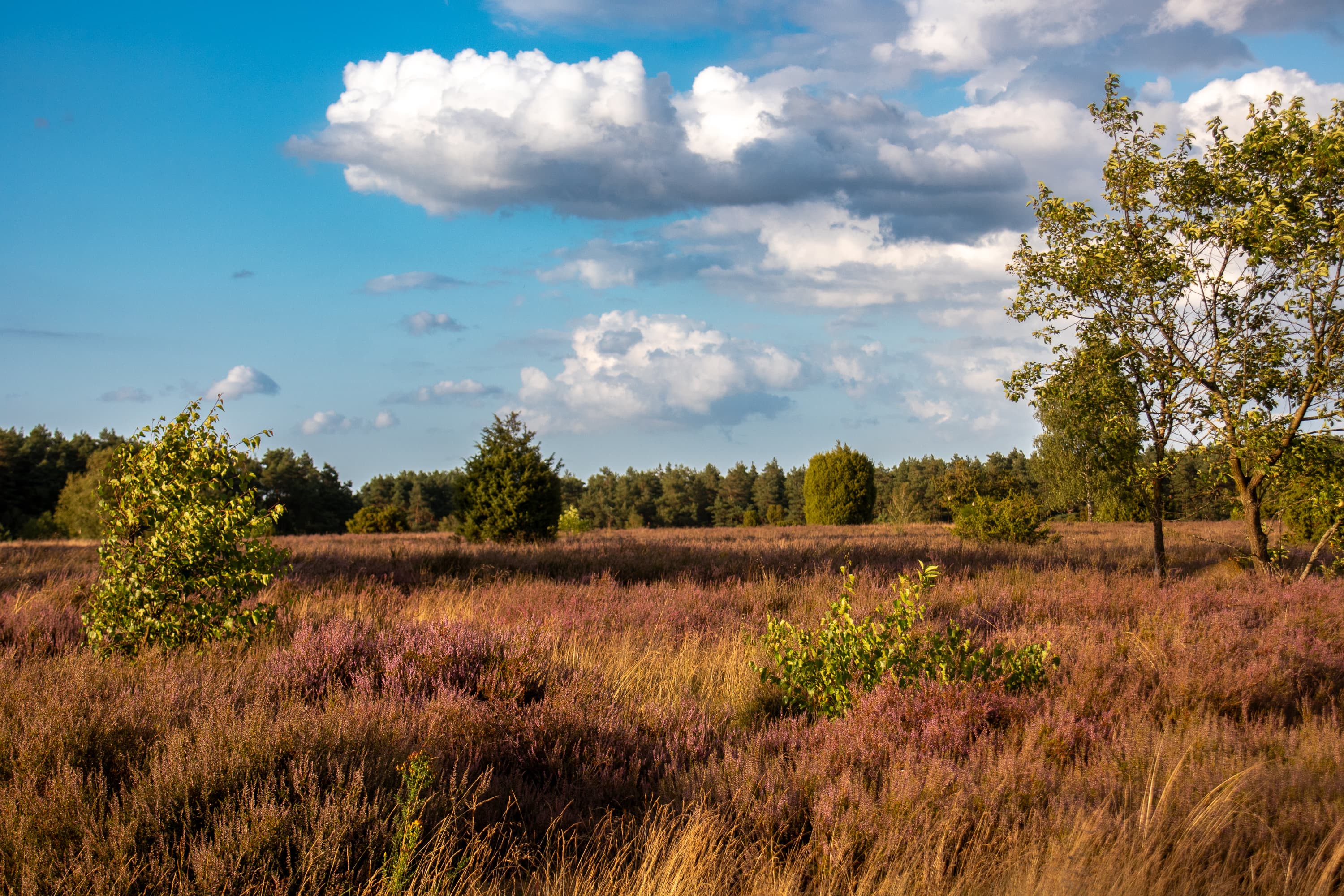 Stand der Heideblüte Wacholderwald, Schmarbek 07.08.2026