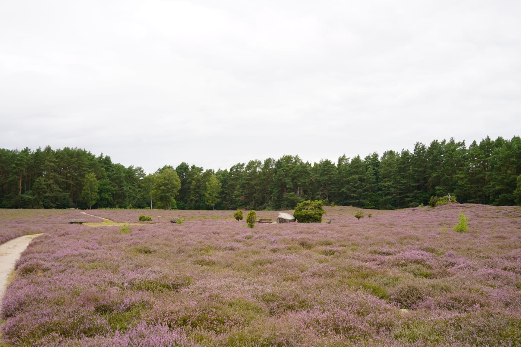 Stand der Heideblüte in der Klein Bünstorfer Heide