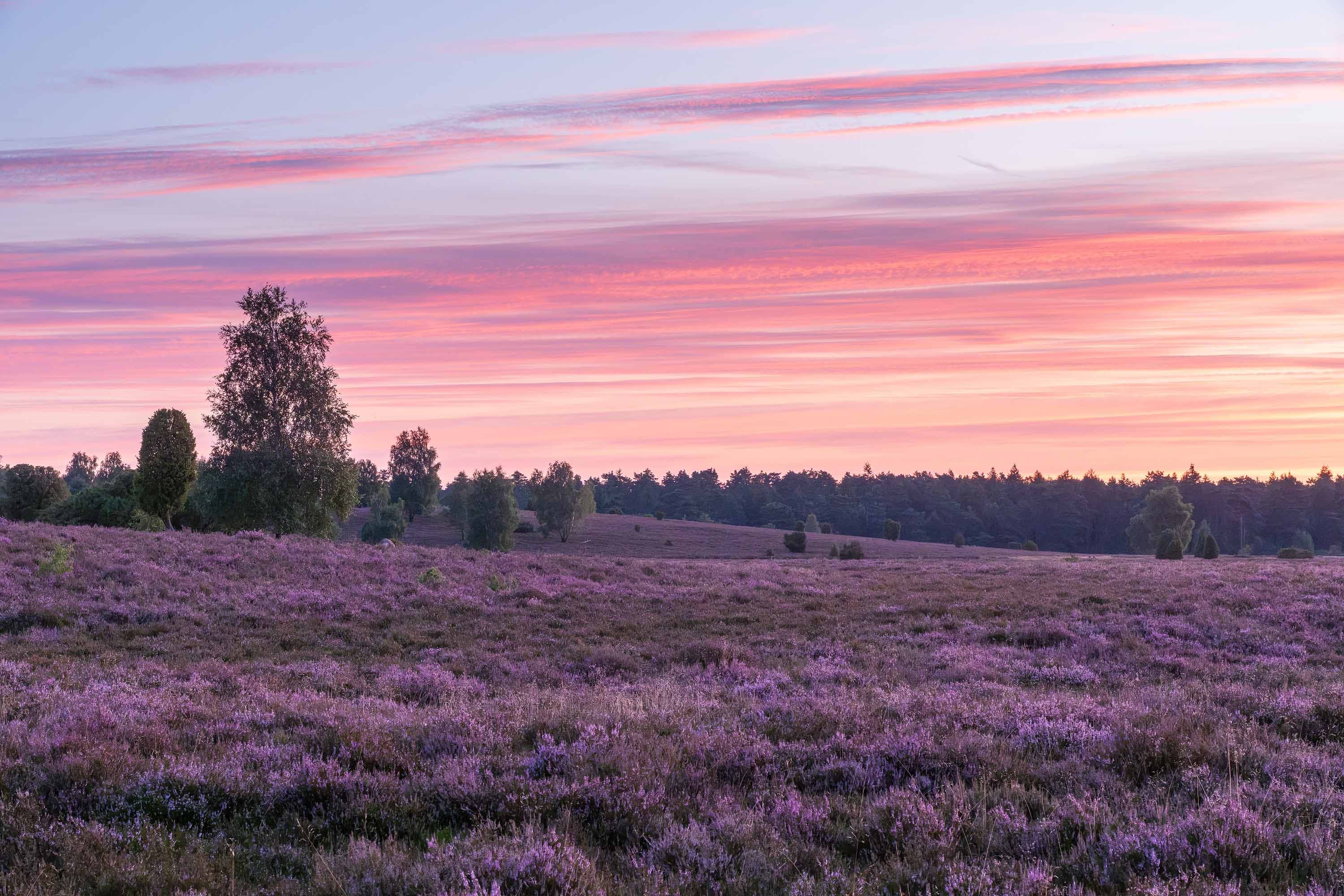 Stand der Heideblüte in der Döhler Heide