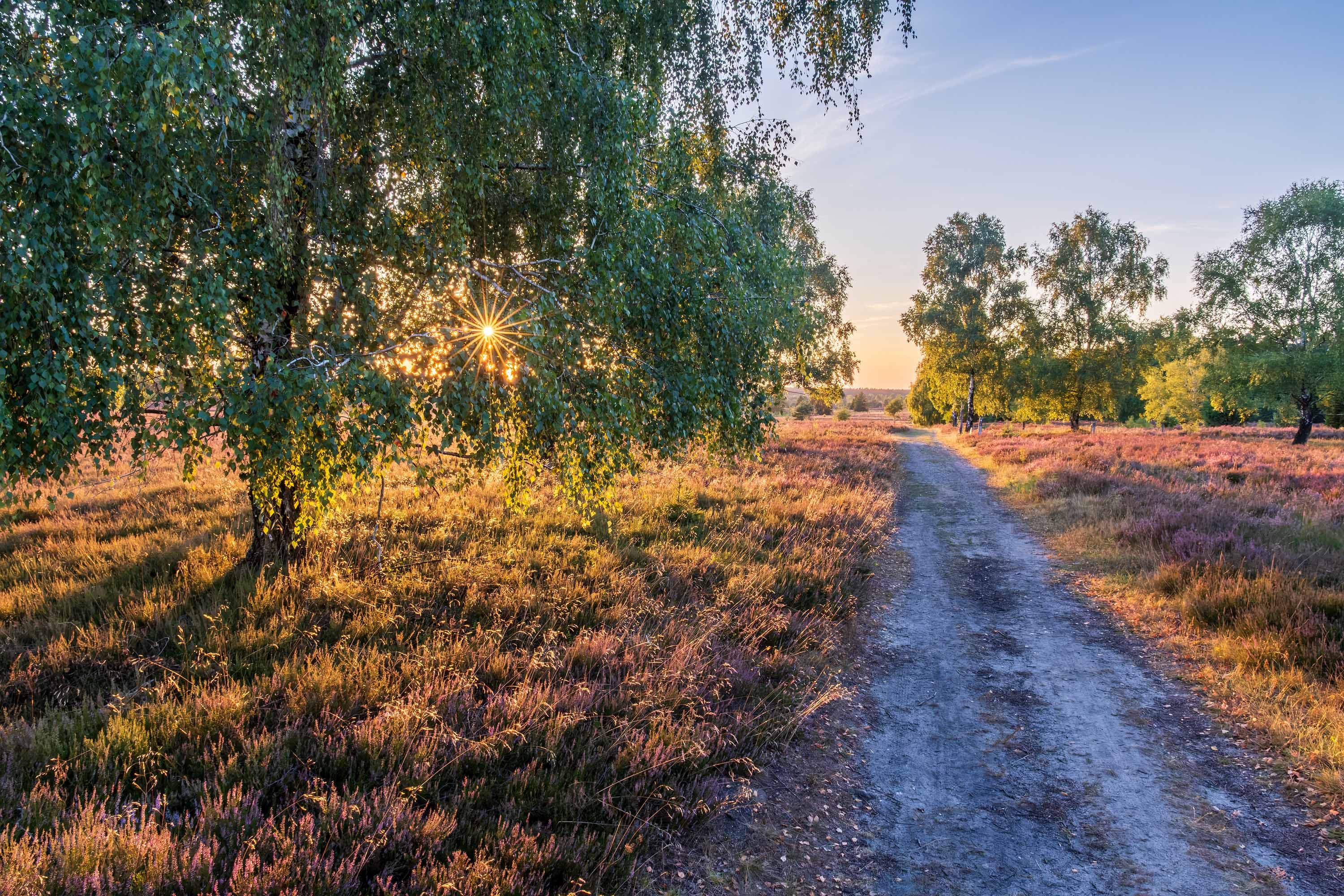 Stand der Heideblüte in der Weseler Heide