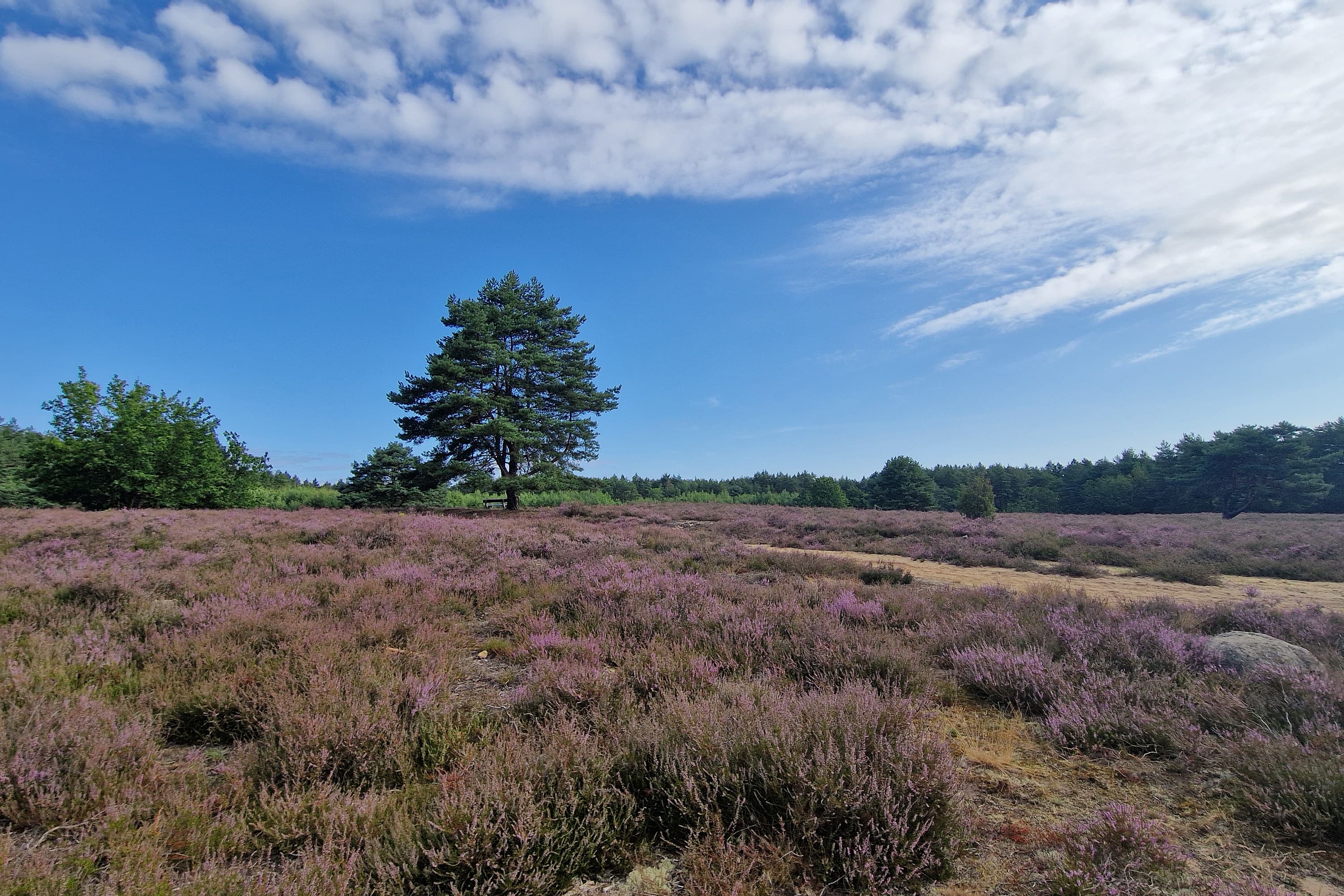 Stand der Heideblüte in der Bodenteicher Heide