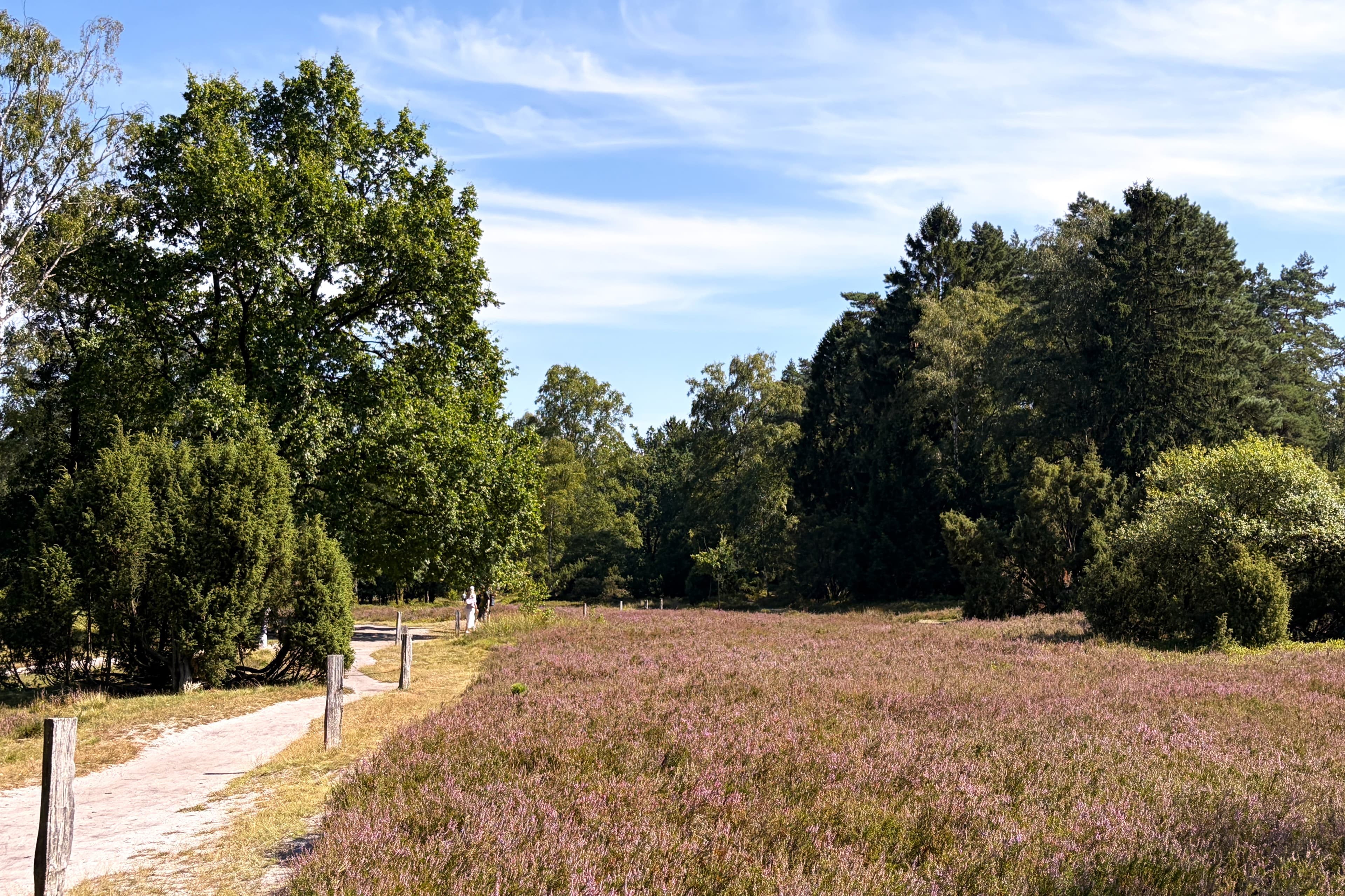 Stand der Heideblüte im Büsenbachtal