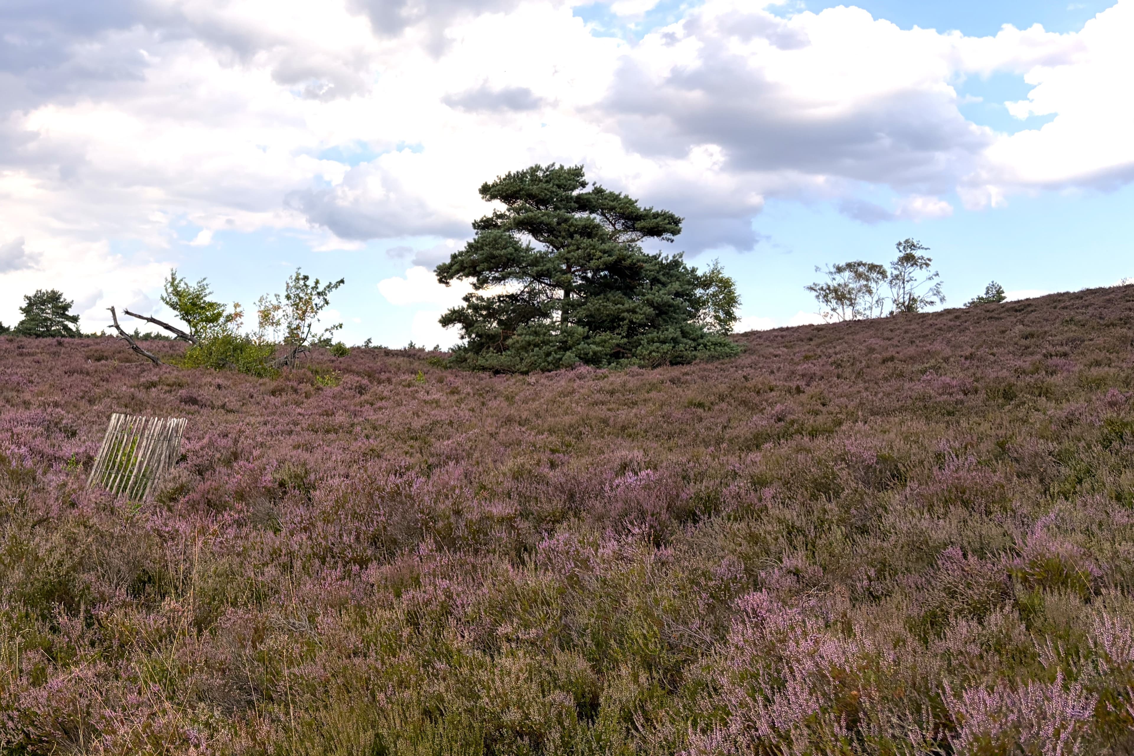Stand der Heideblüte auf dem Brunsberg