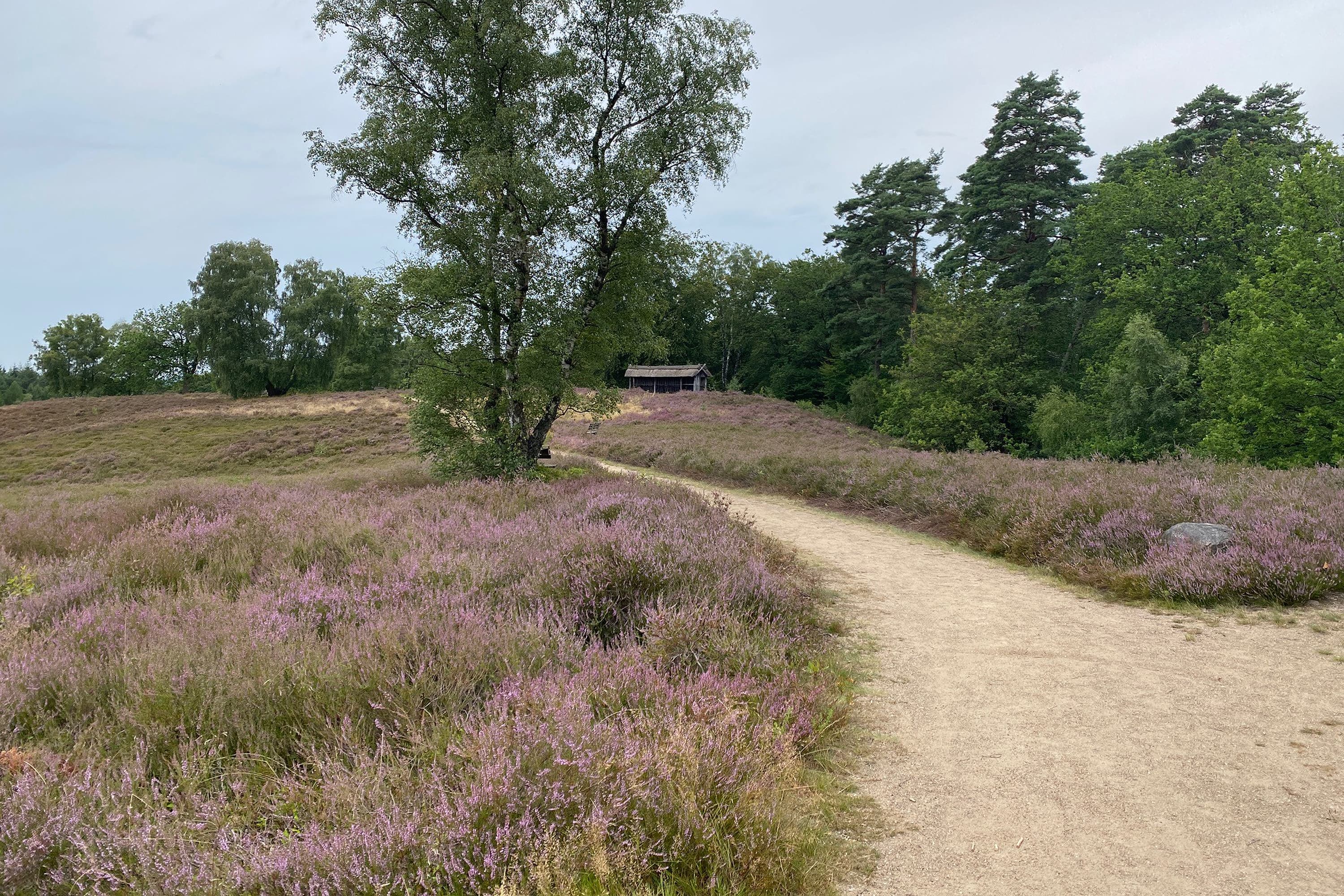Stand der Heideblüte an der Birkenbank
