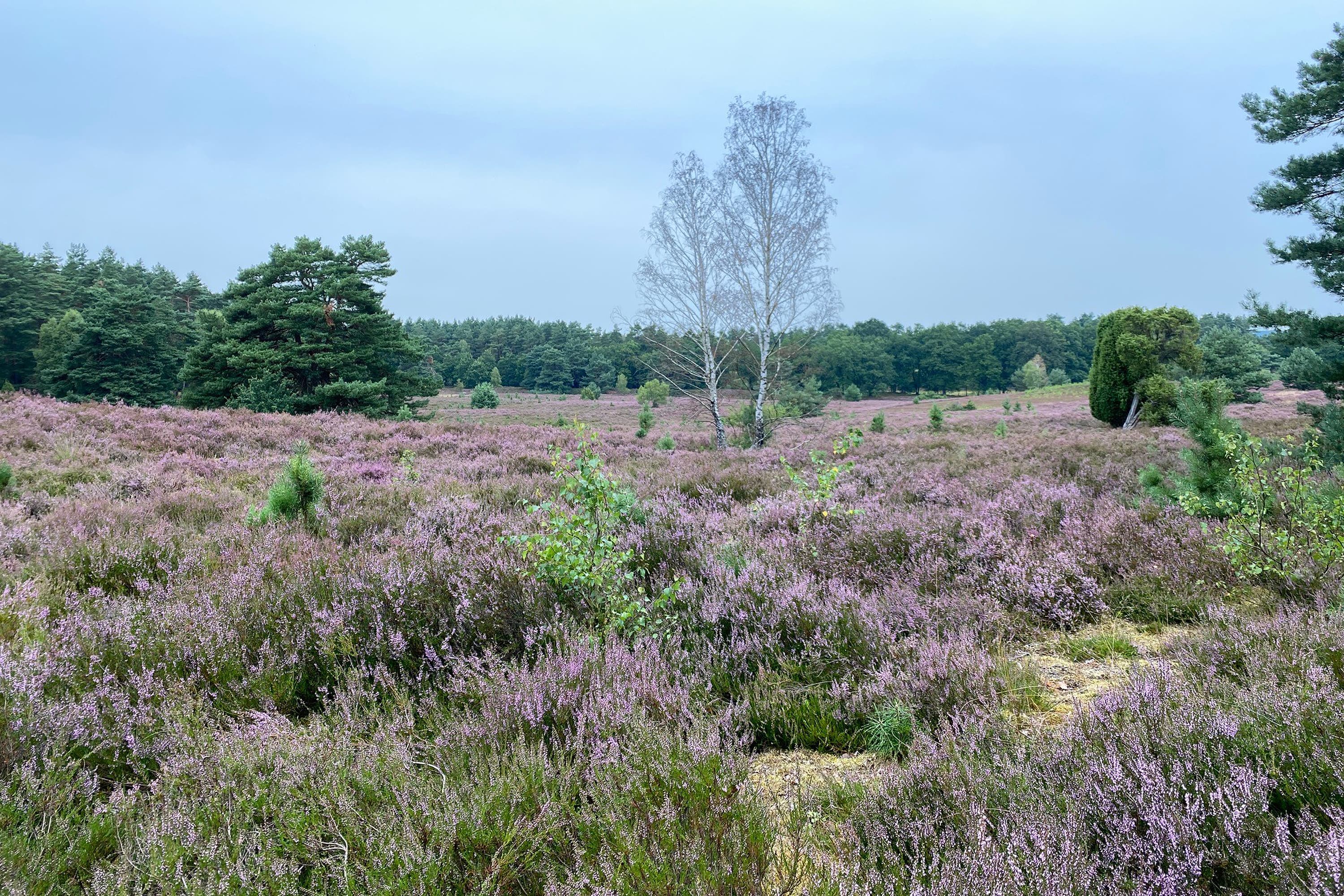 Stand der Heideblüte in der Sudermühler Heide