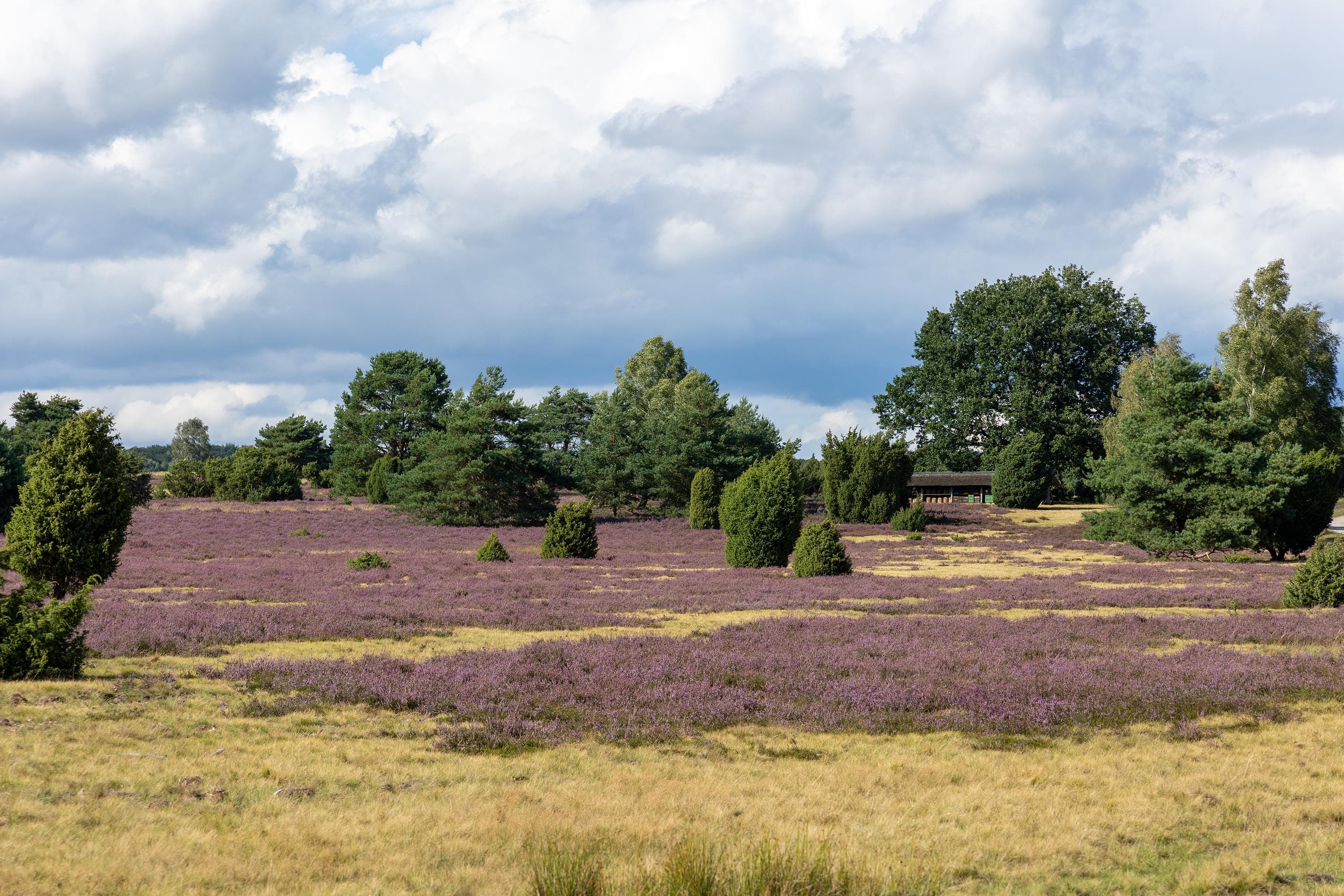 Stand der Heideblüte in der Niederhaverbecker Heide