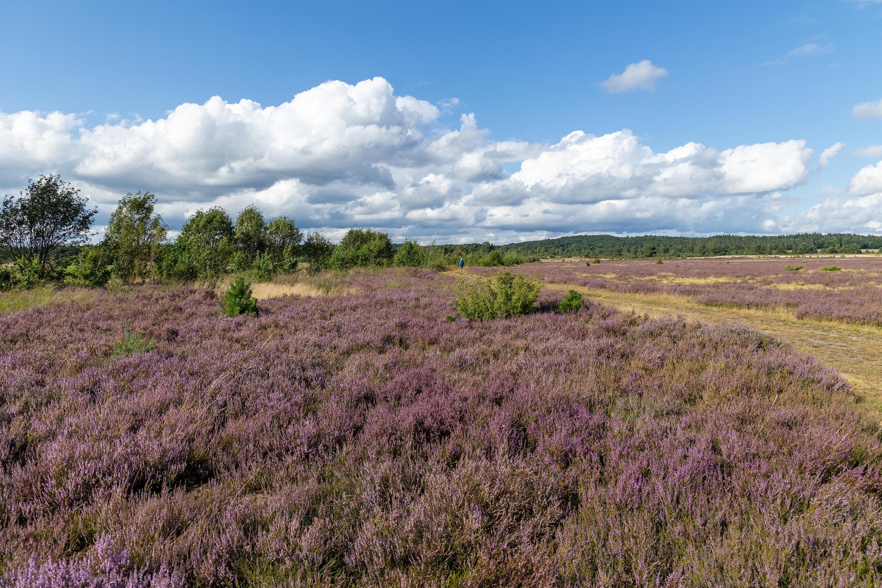 Stand der Heideblüte in der Behringer Heide