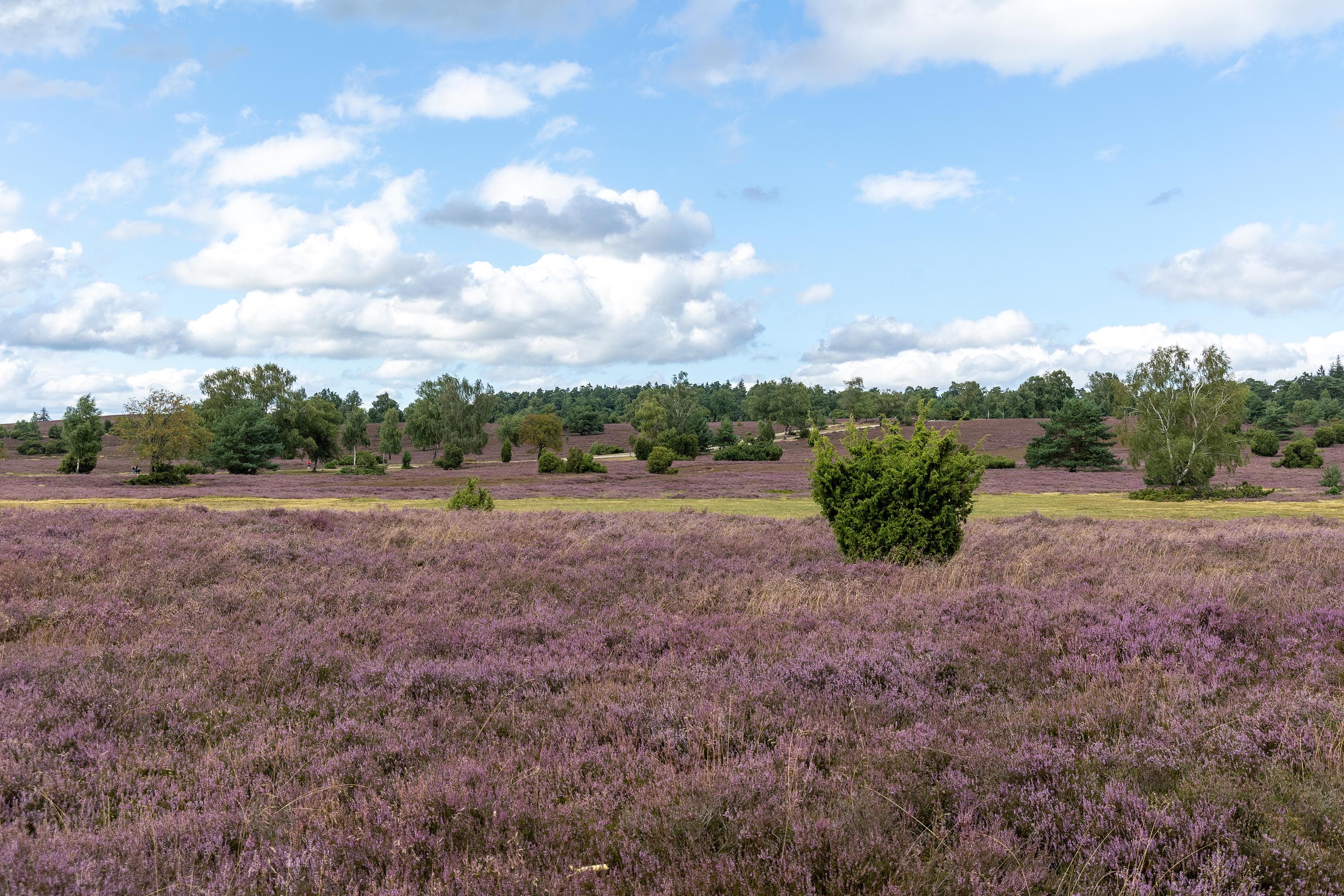 Stand der Heideblüte in der Oberhaverbecker Heide