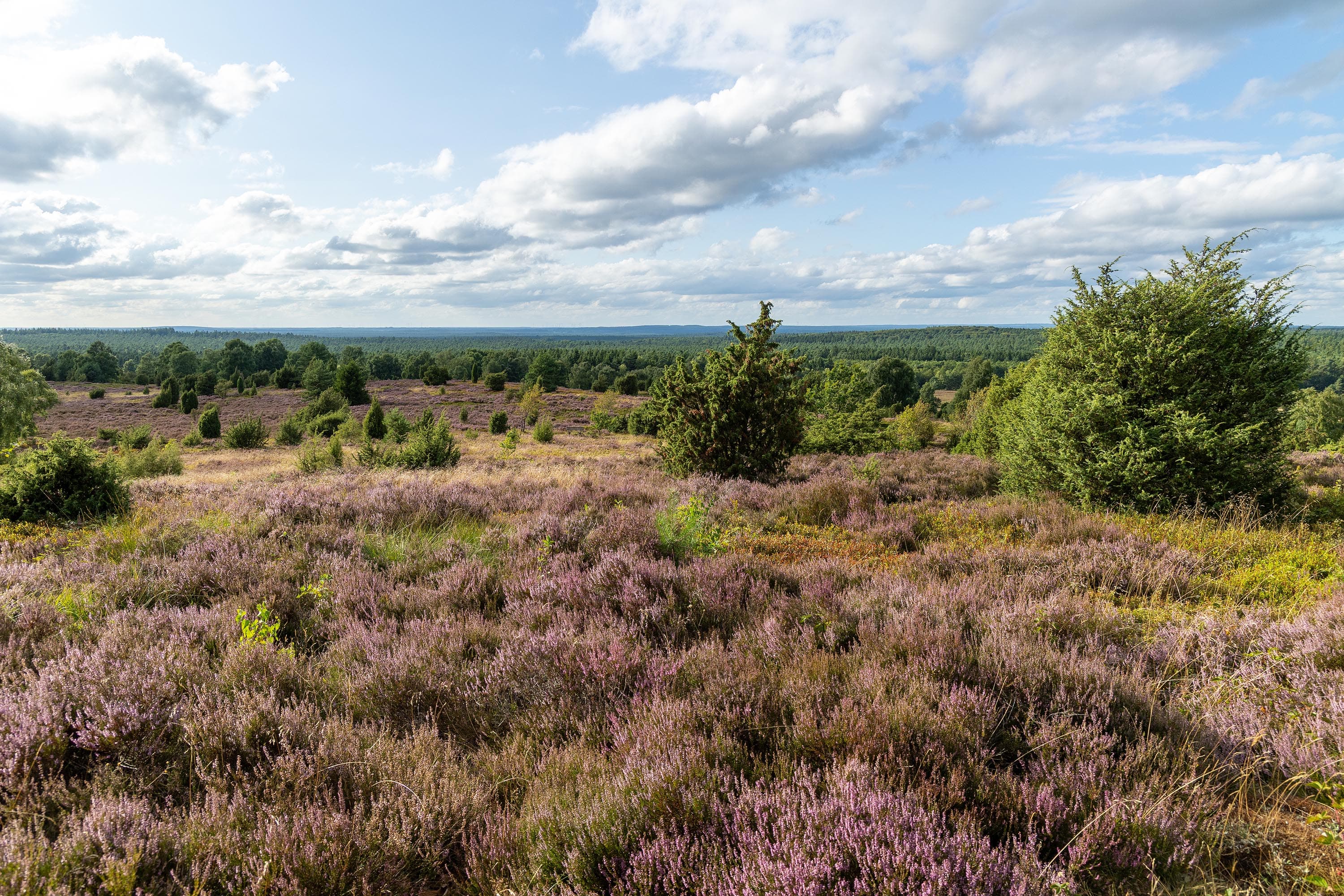 Stand der Heideblüte am Wilseder Berg