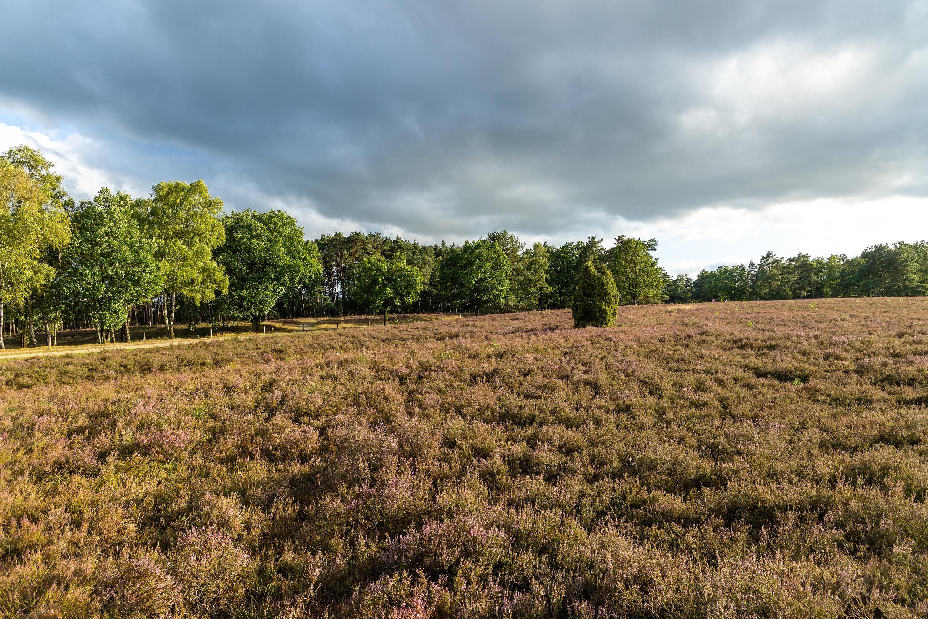 Stand der Heideblüte im Höpen