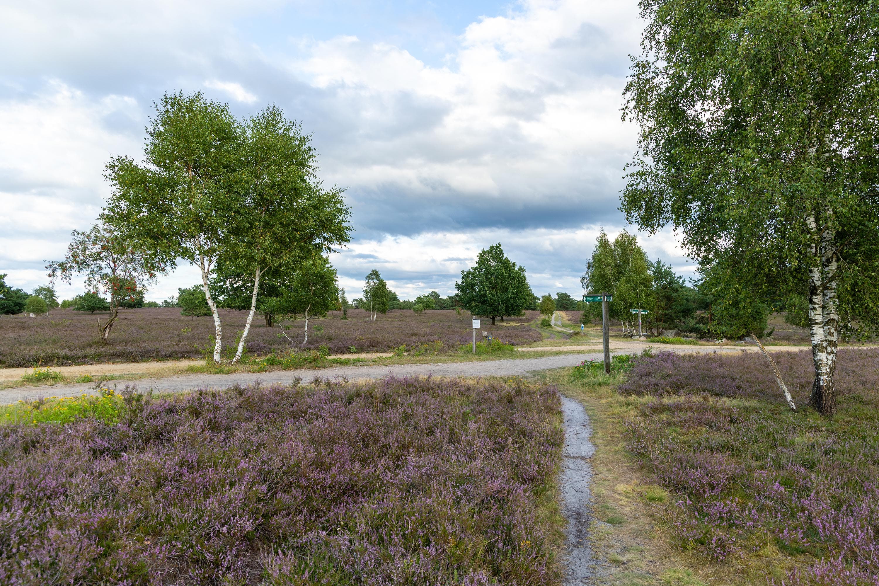 Stand der Heideblüte in der Osterheide