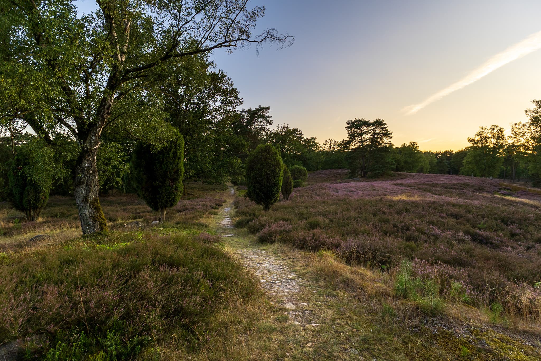 Stand der Heideblüte am Tietlinger Wacholderwald