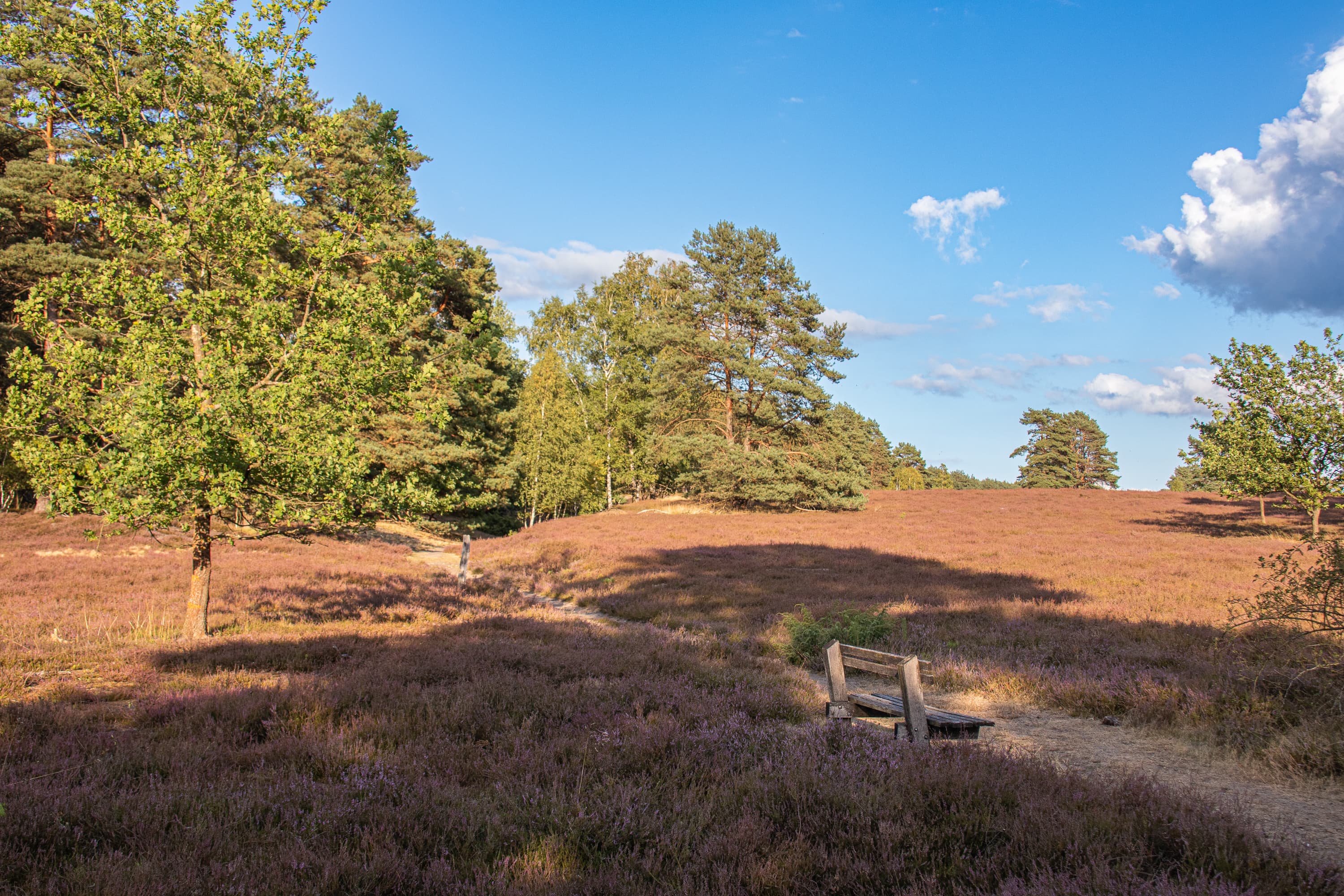 Stand der Heideblüte Misselhorner Heide 11.08.2026