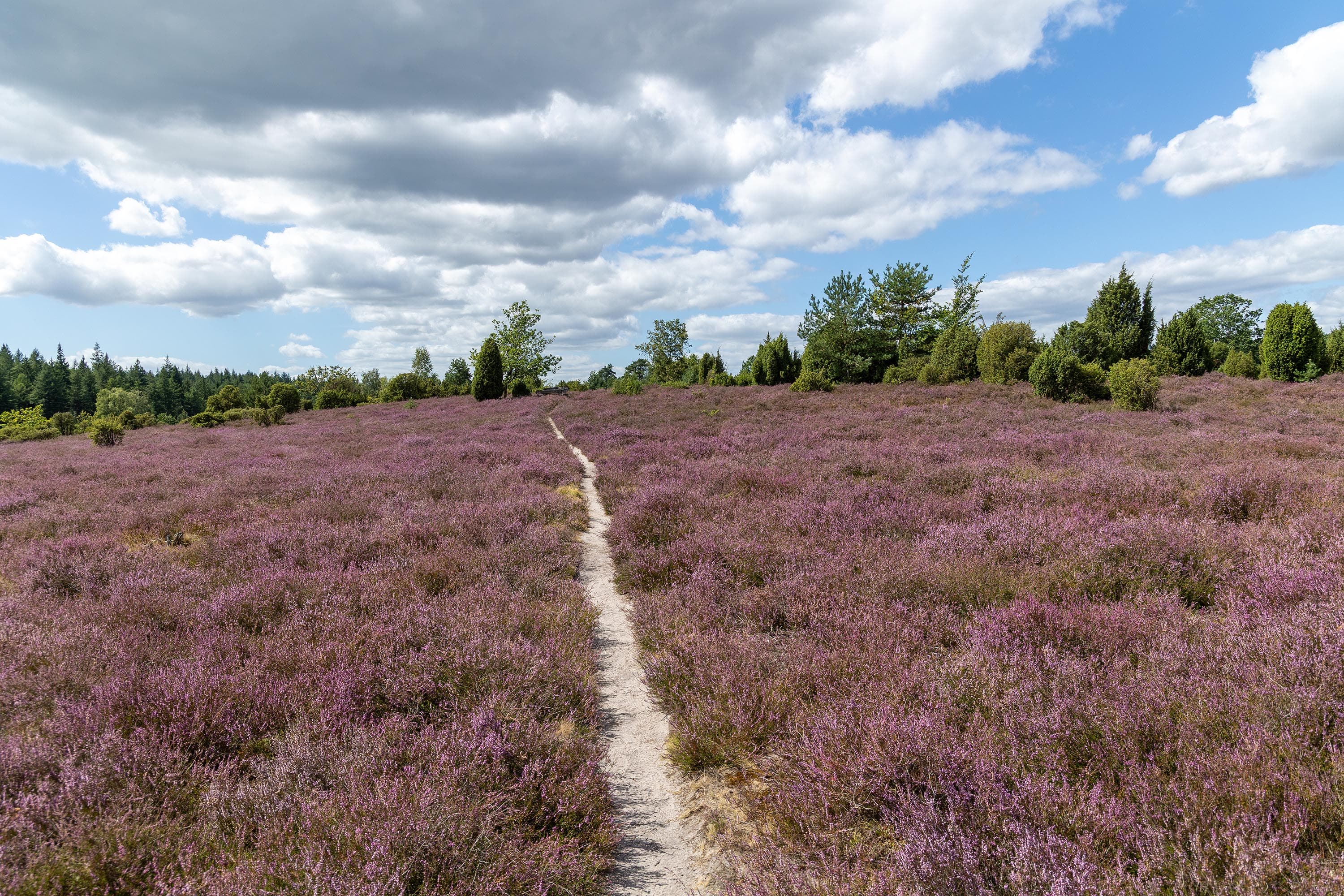 Stand der Heideblüte in der Ellerndorfer Wacholderheide