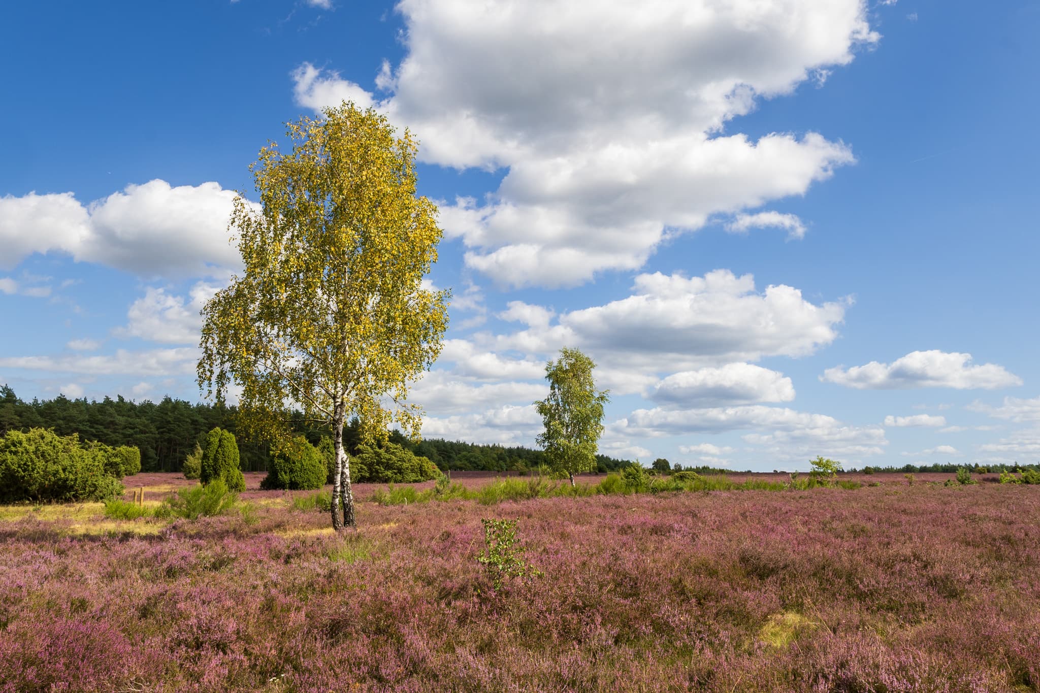 Stand der Heideblüte am Wacholderwald Schmarbeck