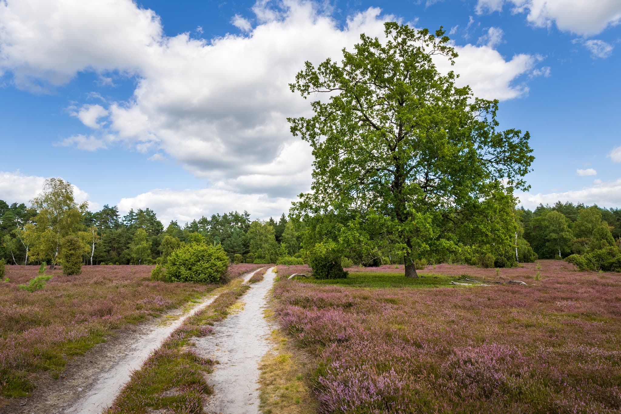 Stand der Heideblüte an der Oberoher Heide