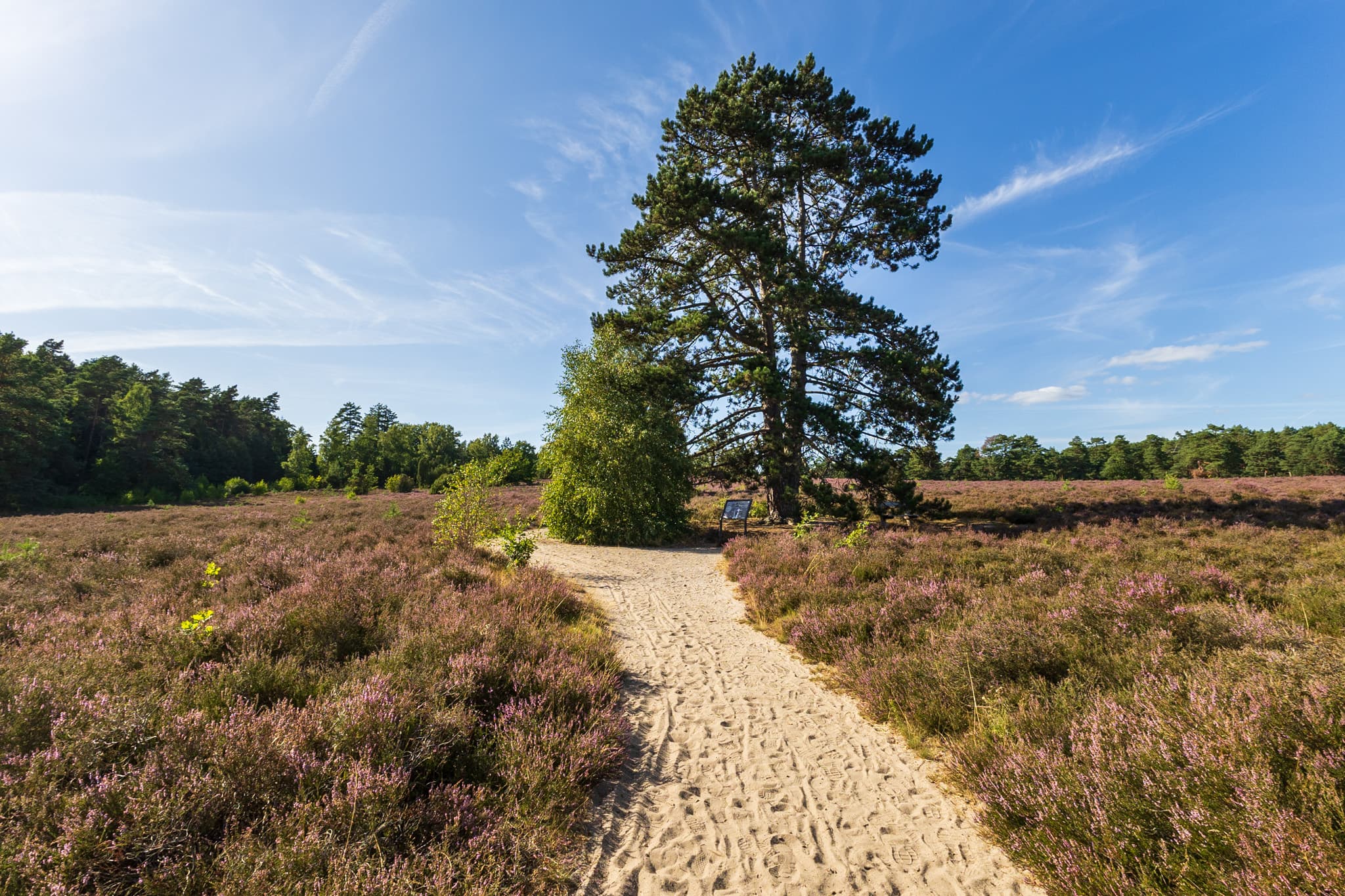 Stand der Heideblüte am Wietzer Berg