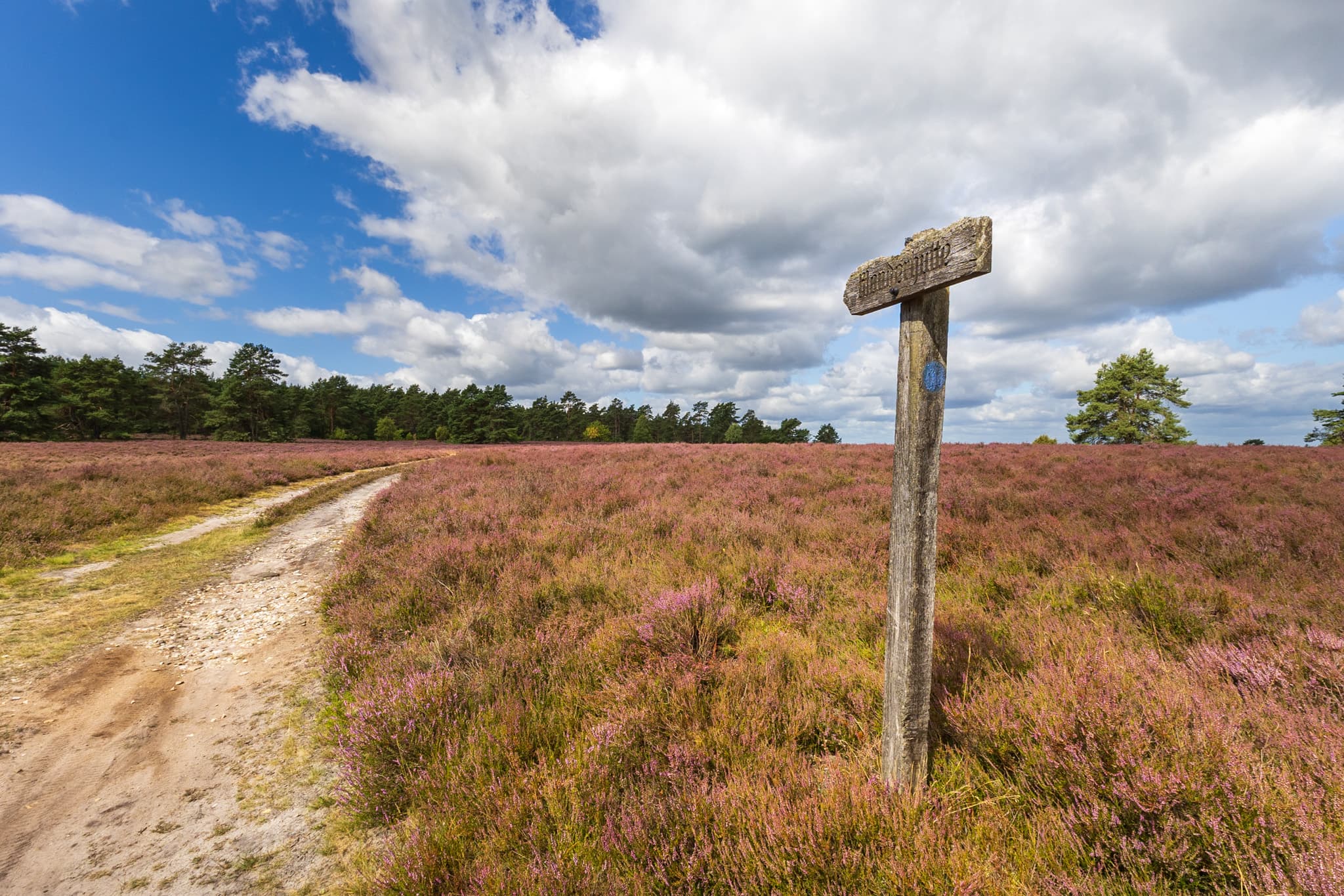 Stand der Heideblüte am Hausselberg