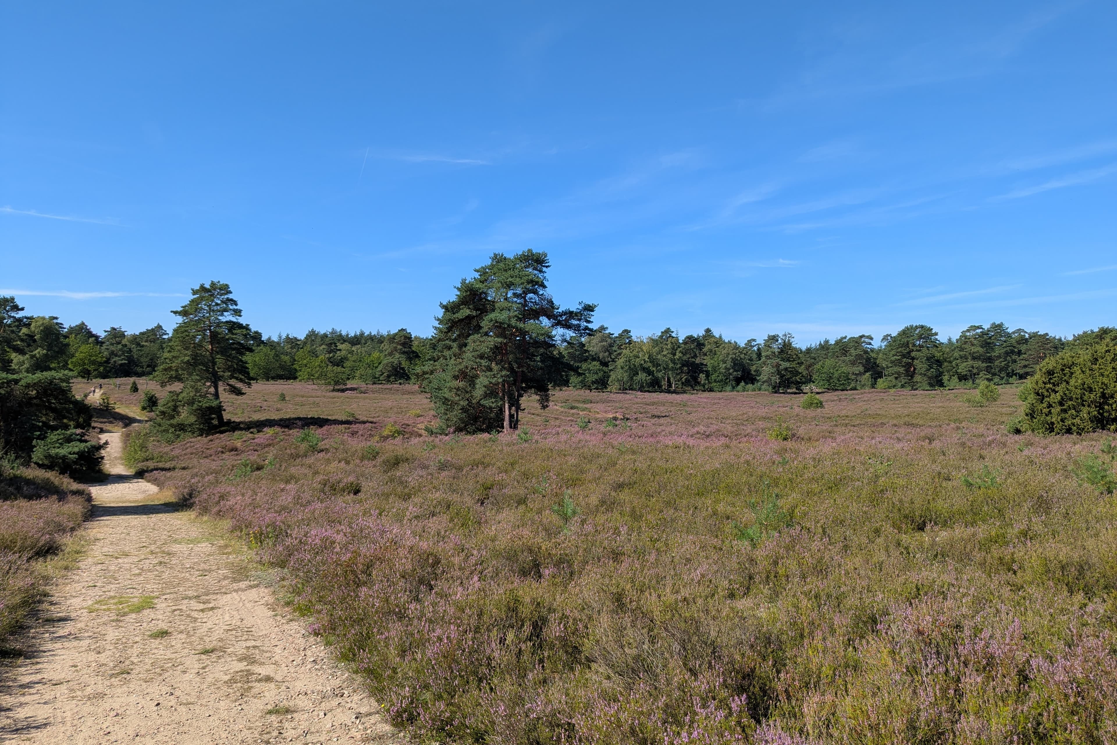 Stand der Heideblüte in der Schwindebecker Heide