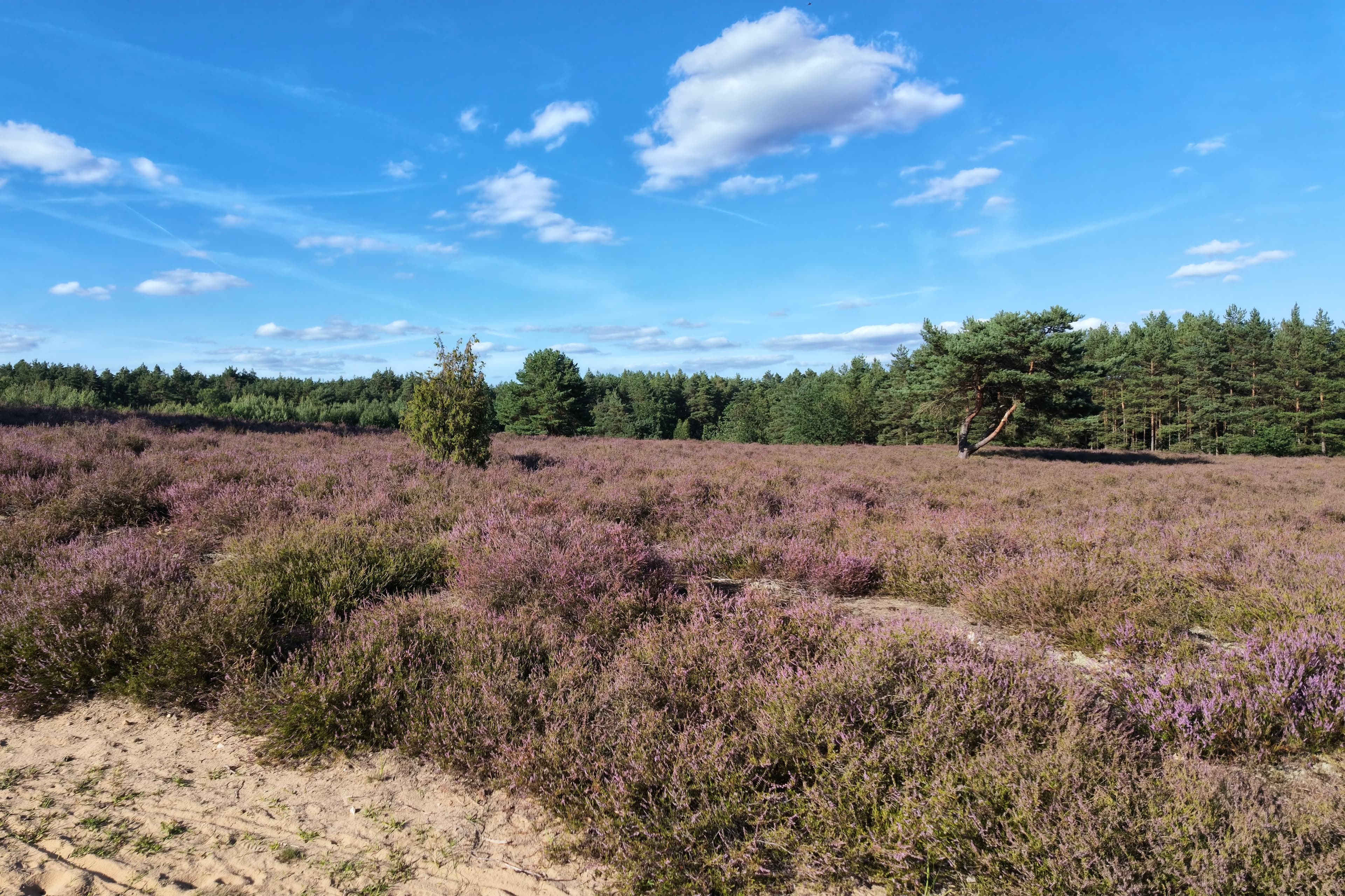 Stand der Heideblüte in der Bad Bodenteicher Heide