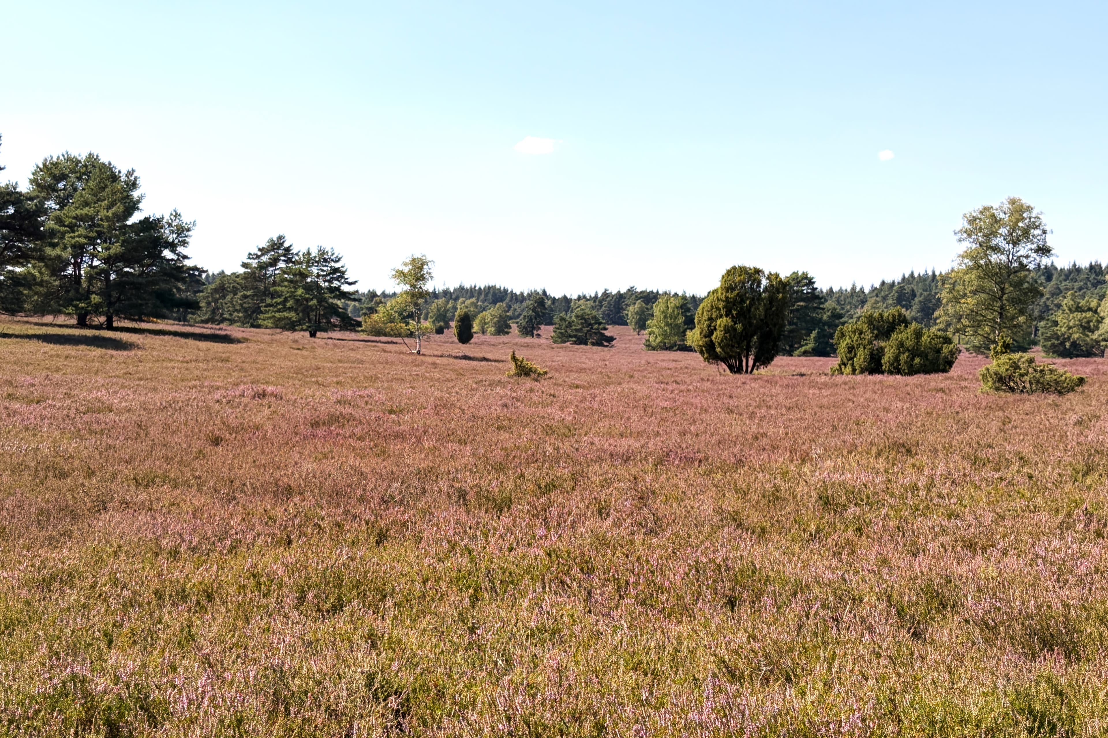 Stand der Heideblüte im Büsenbachtal