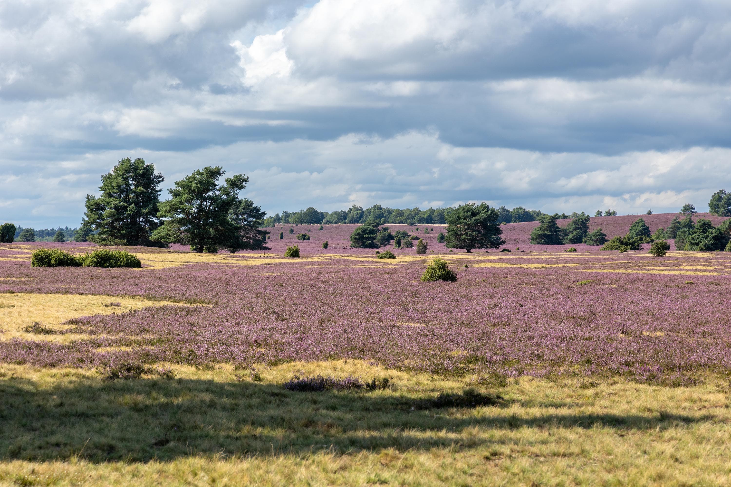 Stand der Heideblüte in der Niederhaverbecker Heide