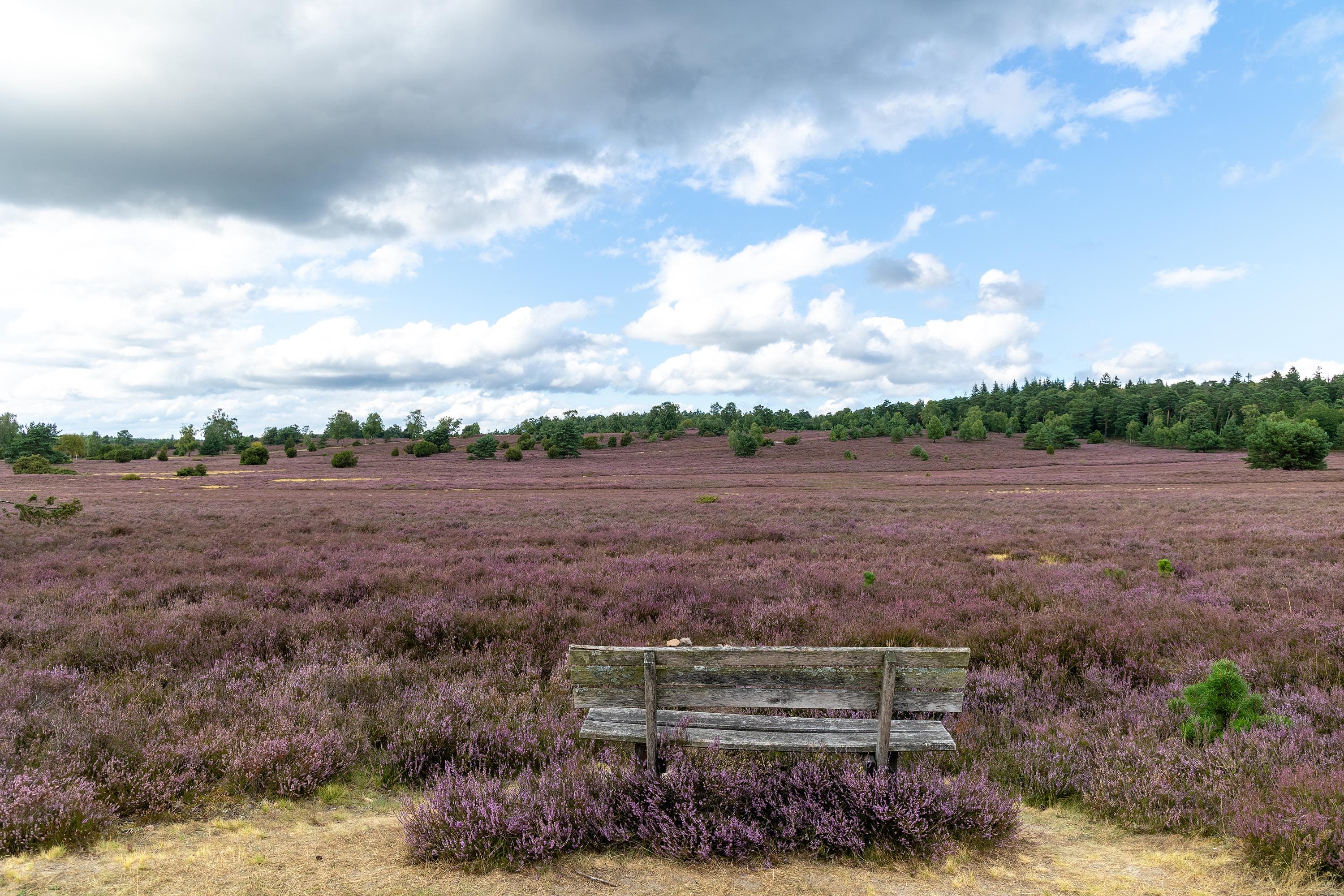 Stand der Heideblüte in der Oberhaverbecker Heide