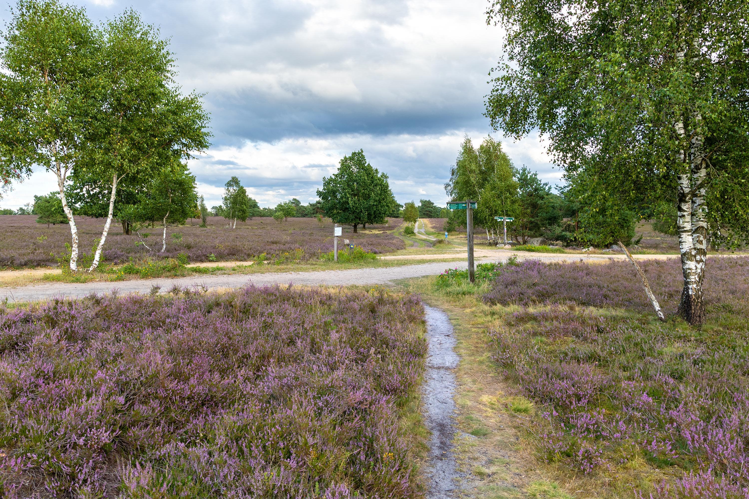 Stand der Heideblüte in der Osterheide