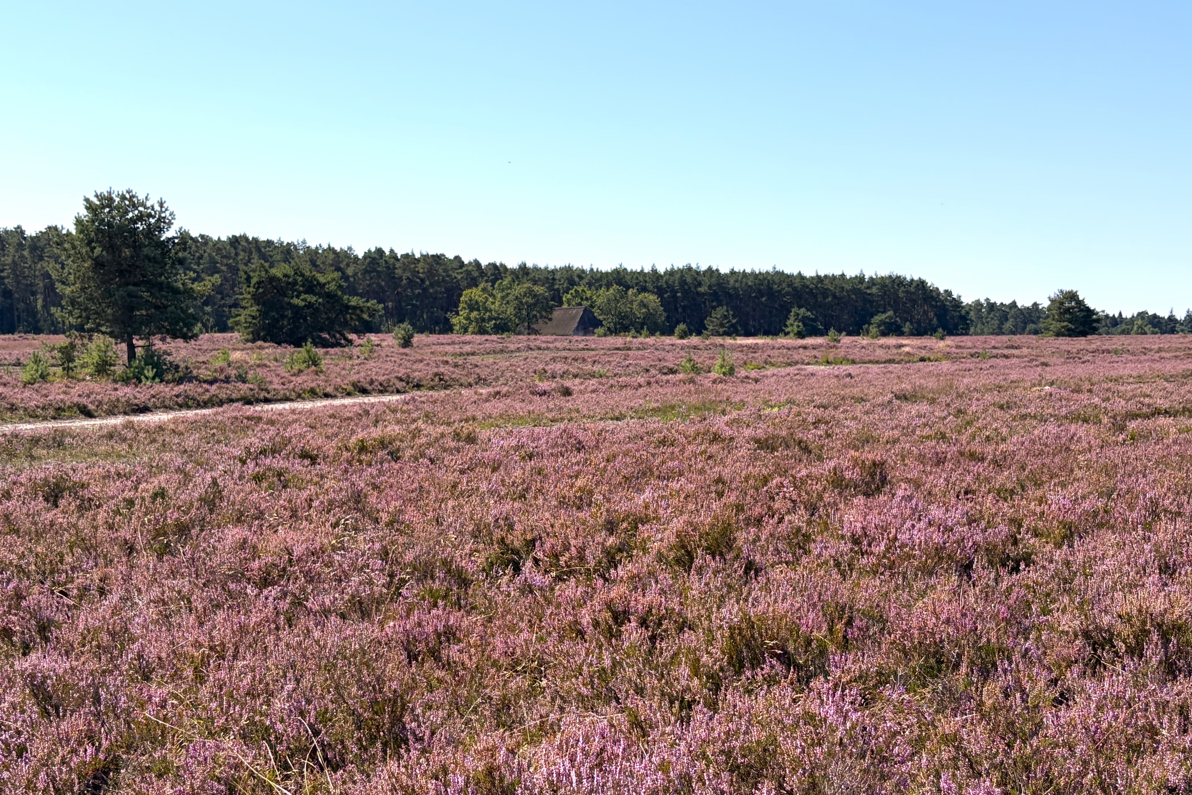 Stand der Heideblüte auf dem Töps