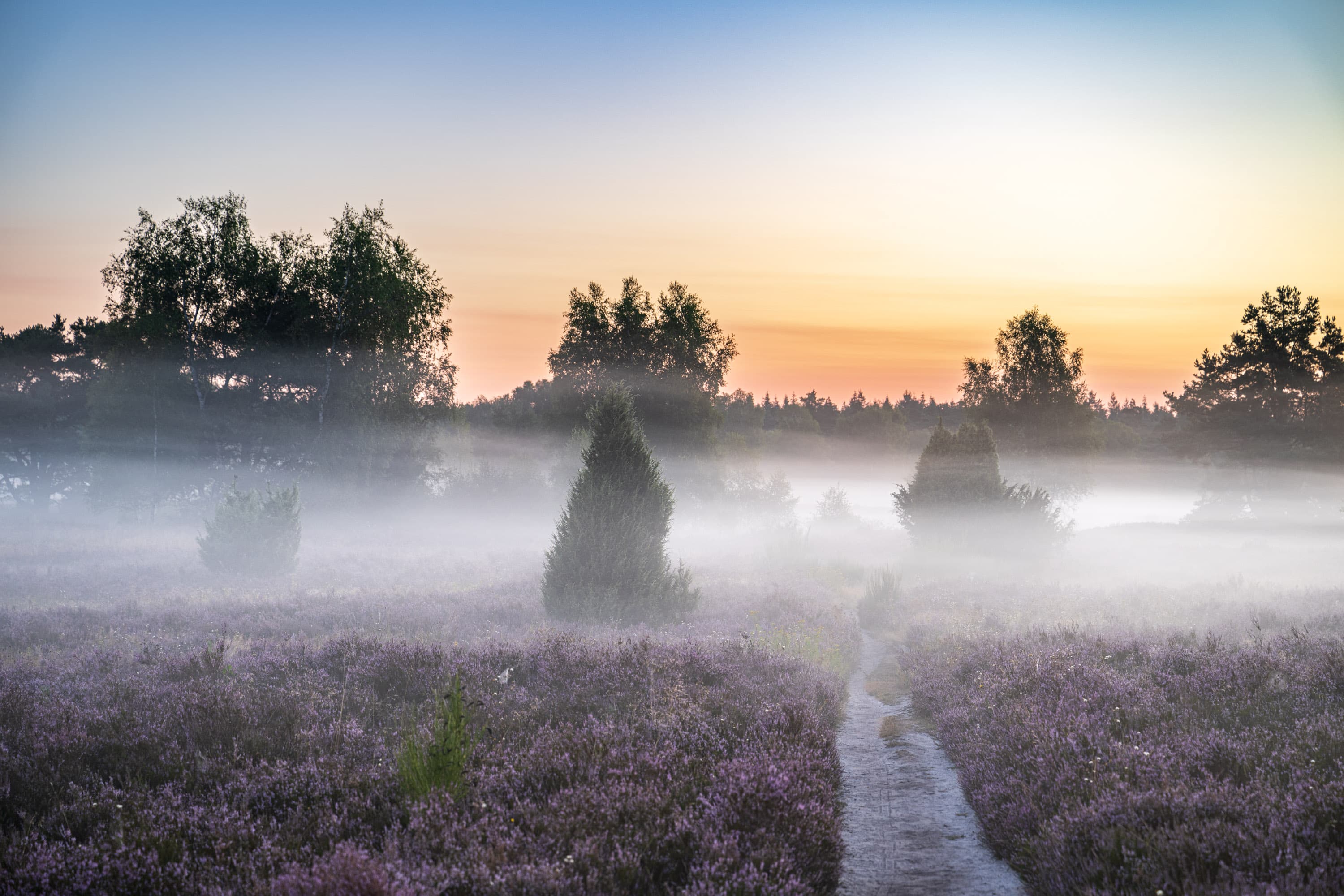 Stand der Heideblüte in der Behringer Heide