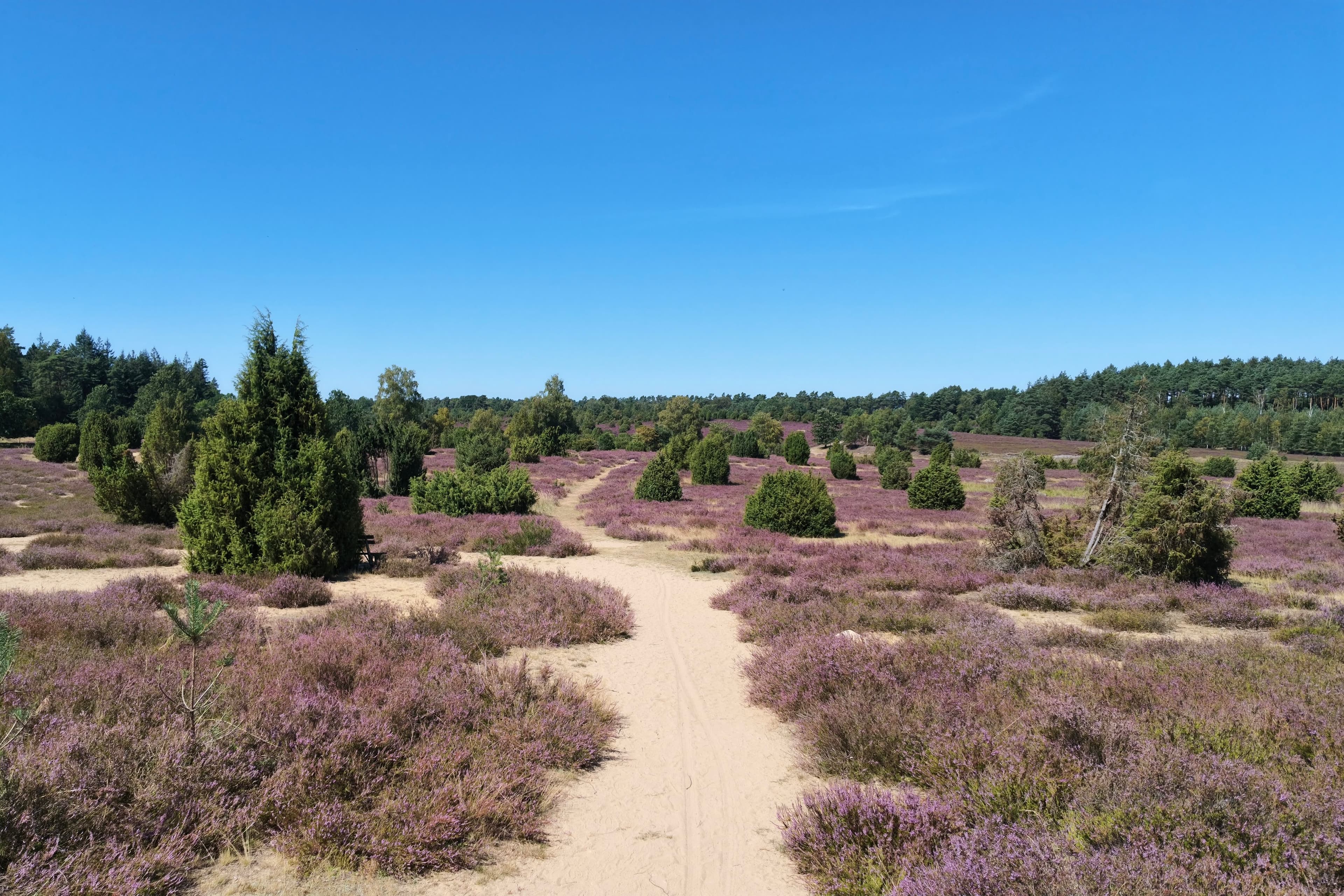 Stand der Heideblüte in der Ellerndorfer Wacholderheide