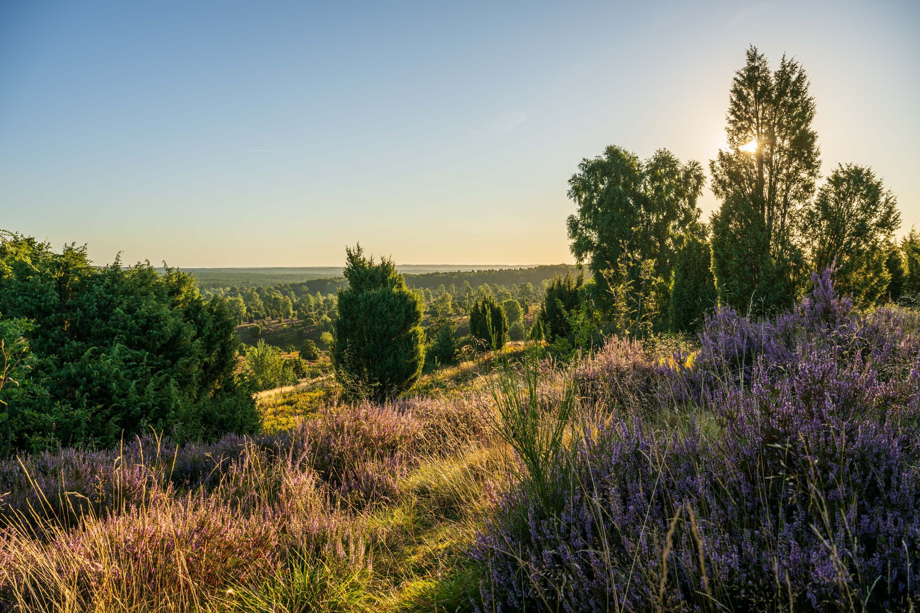 Stand der Heideblüte am Wilseder Berg