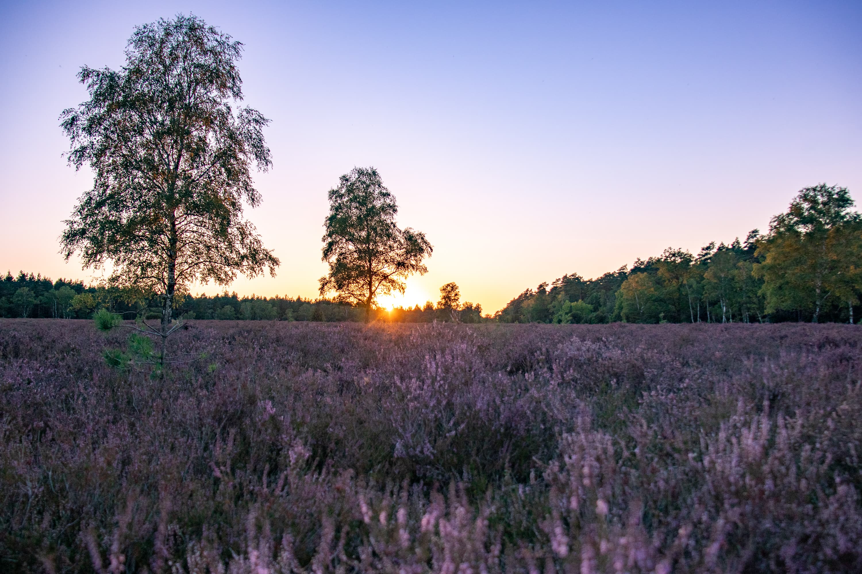 Stand der Heideblüte Oberoher Heide 14.08.2026