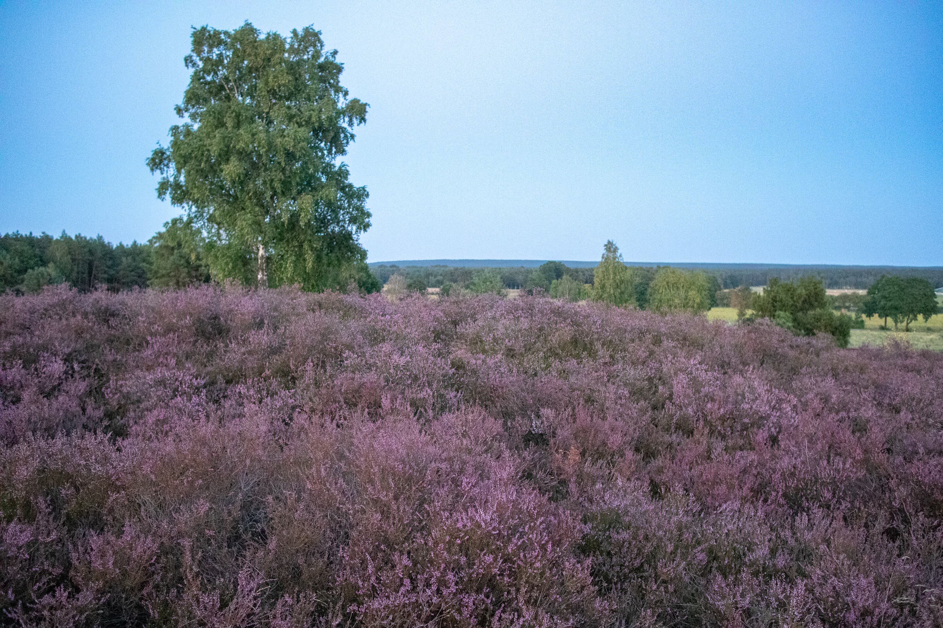 Stand der Heideblüte Wietzer Berg 14.08.2026