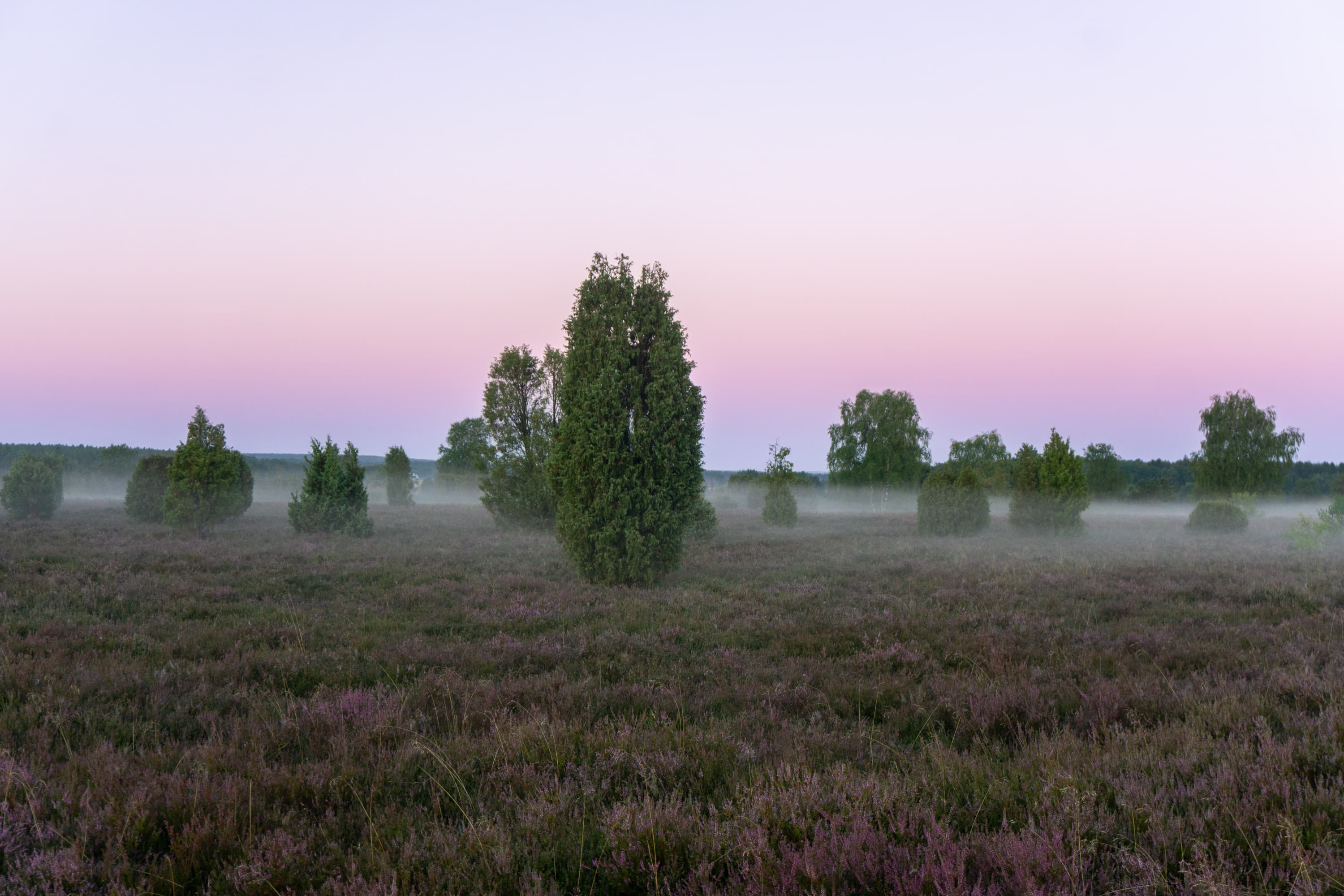 Stand der Heideblüte Wacholderwald, Schmarbek 14.08.2026