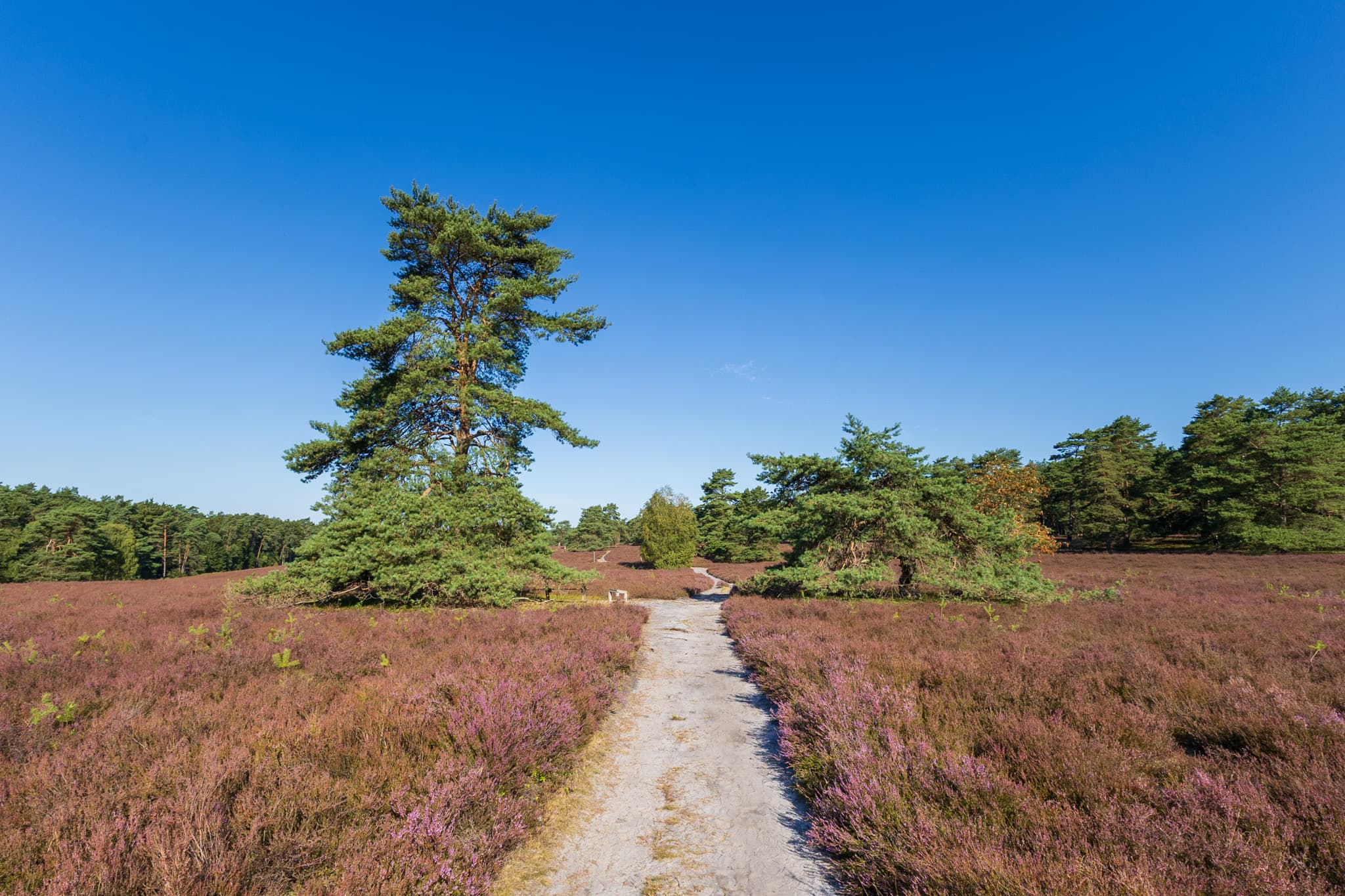 Stand der Heideblüte in der Misselhorner Heide